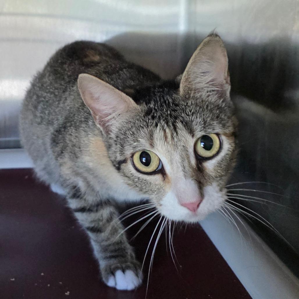 Enlarge Lady Bug, a Adoptable Domestic Short Hair in Sand Springs, OK image 2/3