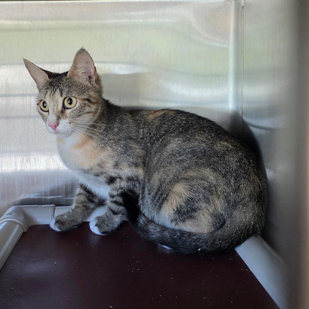 Enlarge Lady Bug, a Adoptable Domestic Short Hair in Sand Springs, OK image 3/3