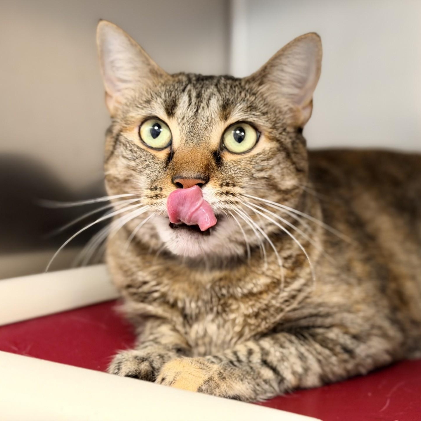 Enlarge Smooch, a ADOPTABLE Domestic Short Hair in Manahawkin, NJ image 2/3