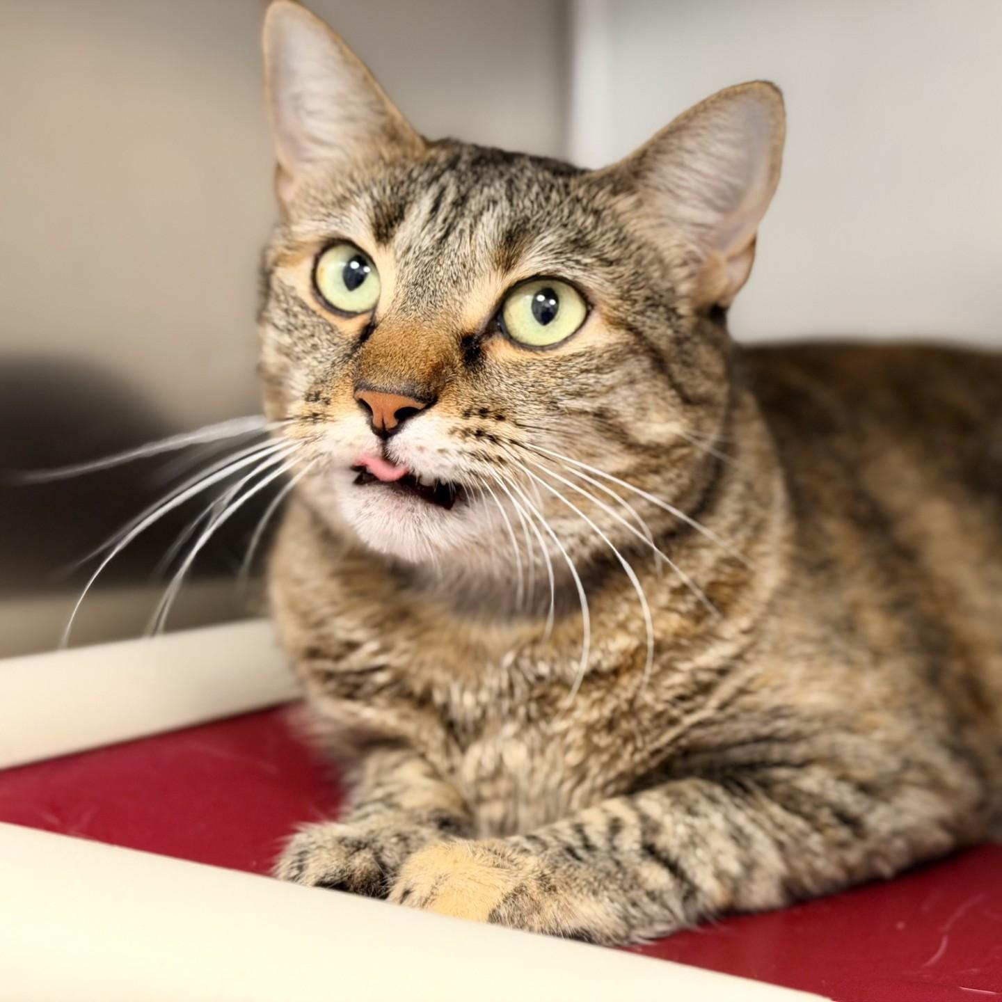 Enlarge Smooch, a ADOPTABLE Domestic Short Hair in Manahawkin, NJ image 3/3