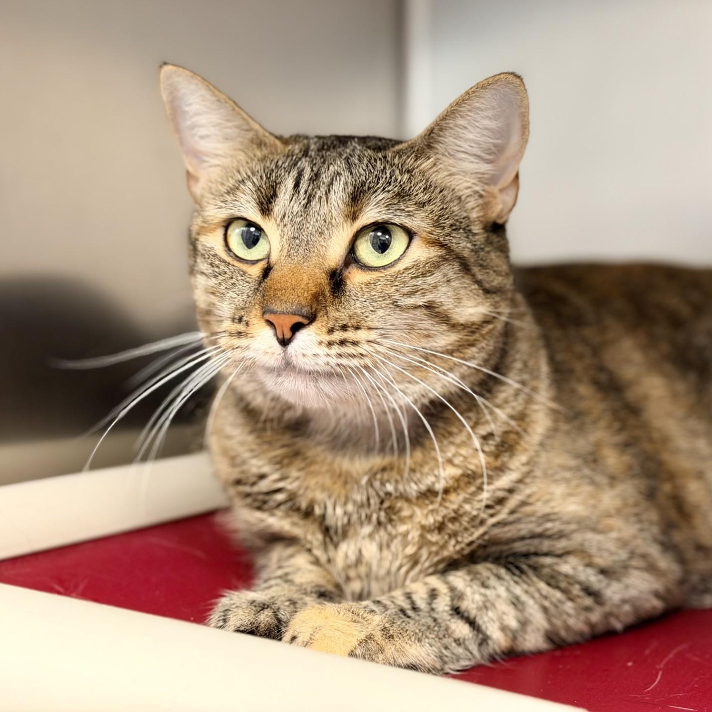 Smooch, ADOPTABLE, Adult Female Domestic Short Hair.
