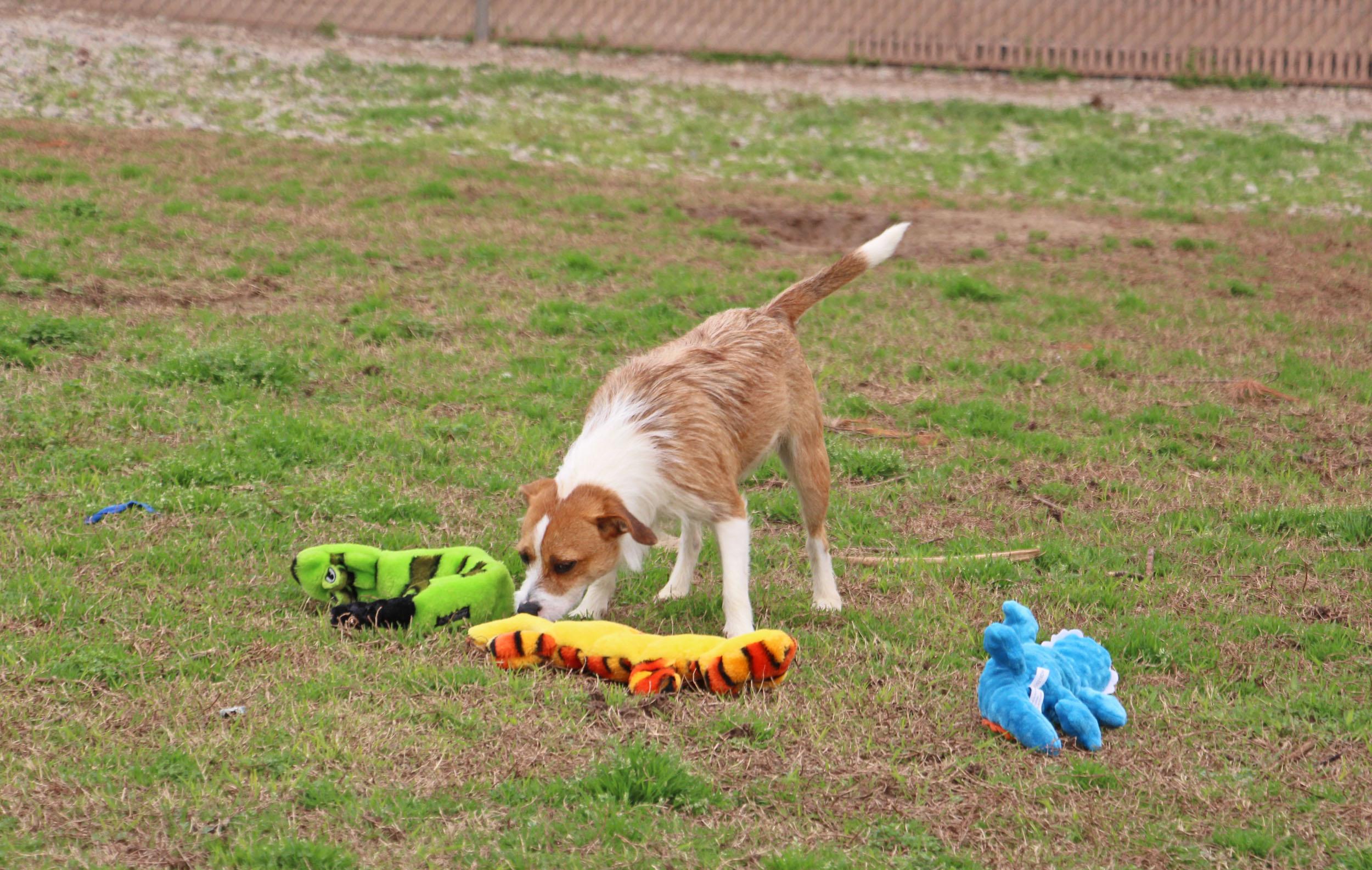 Gizmo, a Adoptable mixed breed in Savannah, TN image 2/3