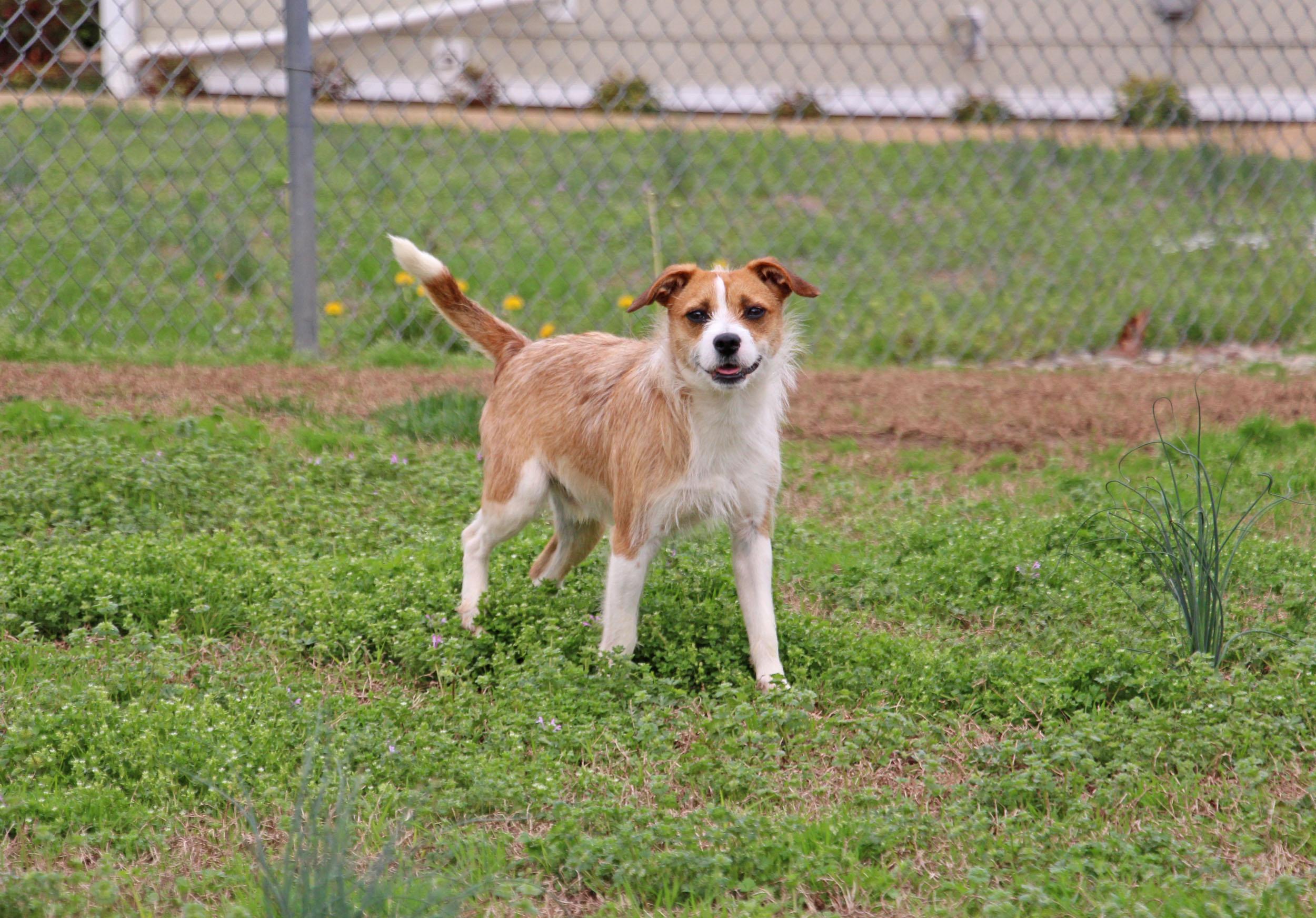 Gizmo, Adoptable, Adult Male Jack Russell Terrier.