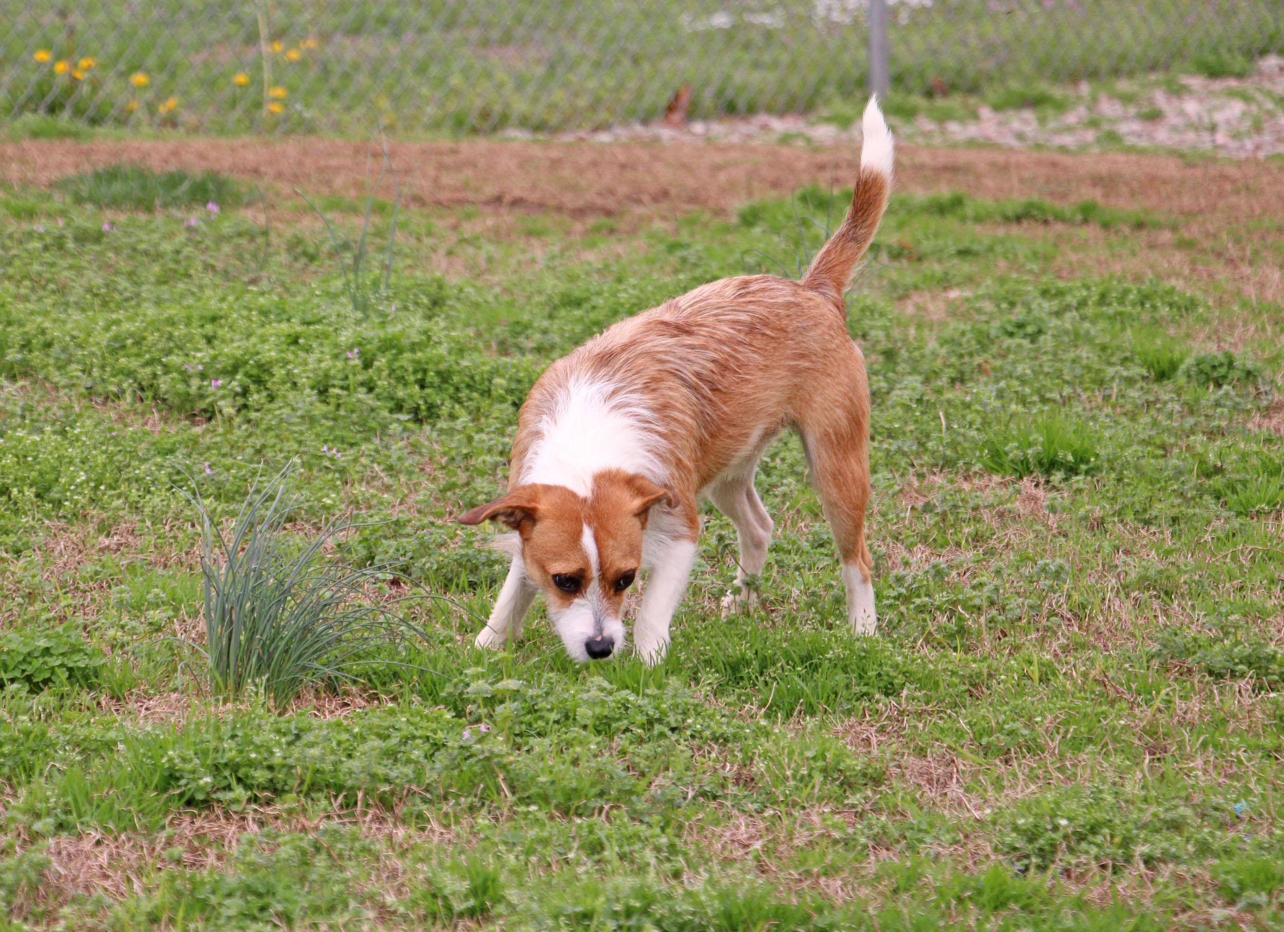 Gizmo, a Adoptable mixed breed in Savannah, TN image 3/3
