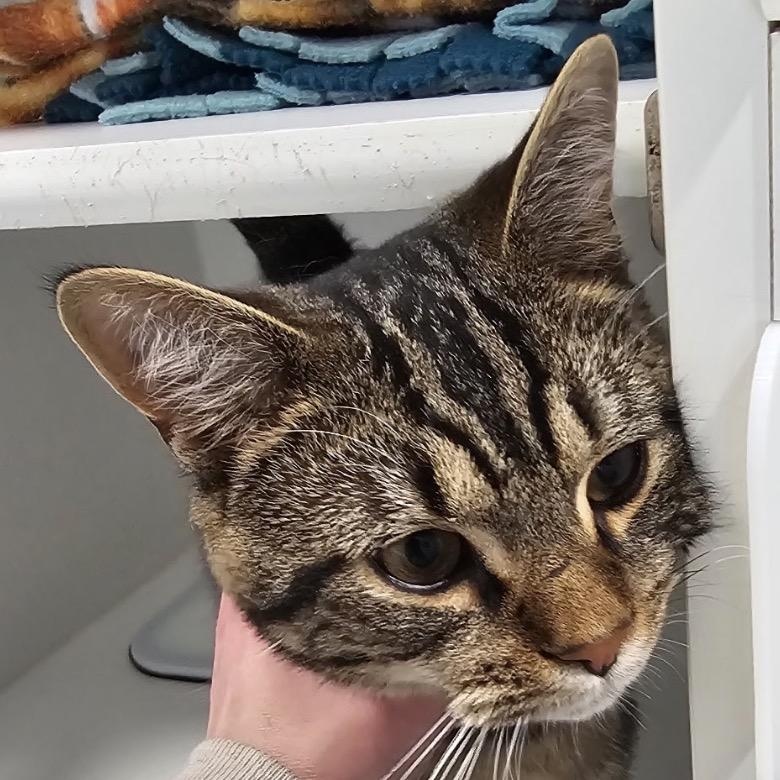 Enlarge Bob the Builder, an adoptable American Shorthair in Danbury, CT image 3/5