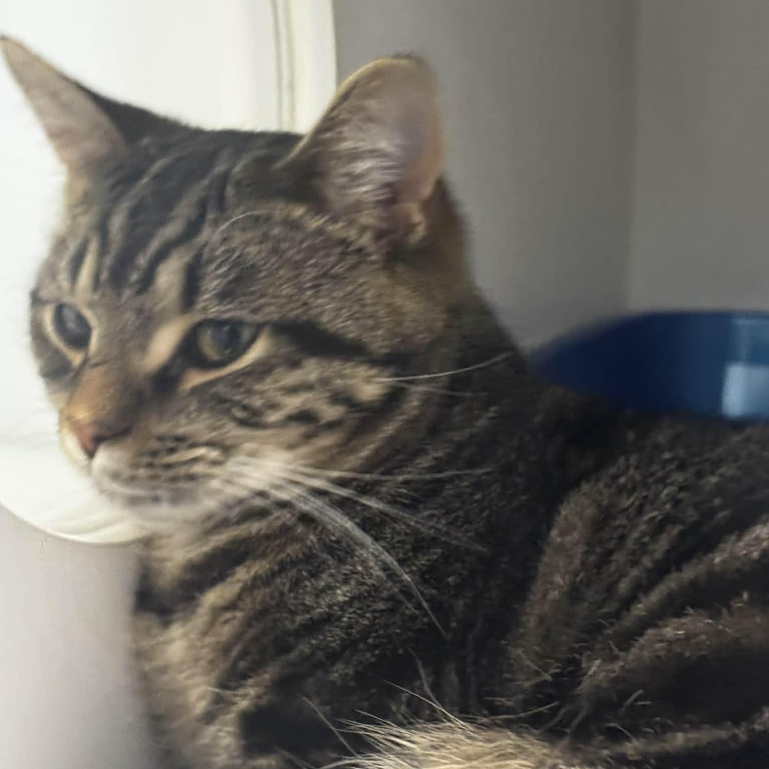 Enlarge Bob the Builder, an adoptable American Shorthair in Danbury, CT image 4/5