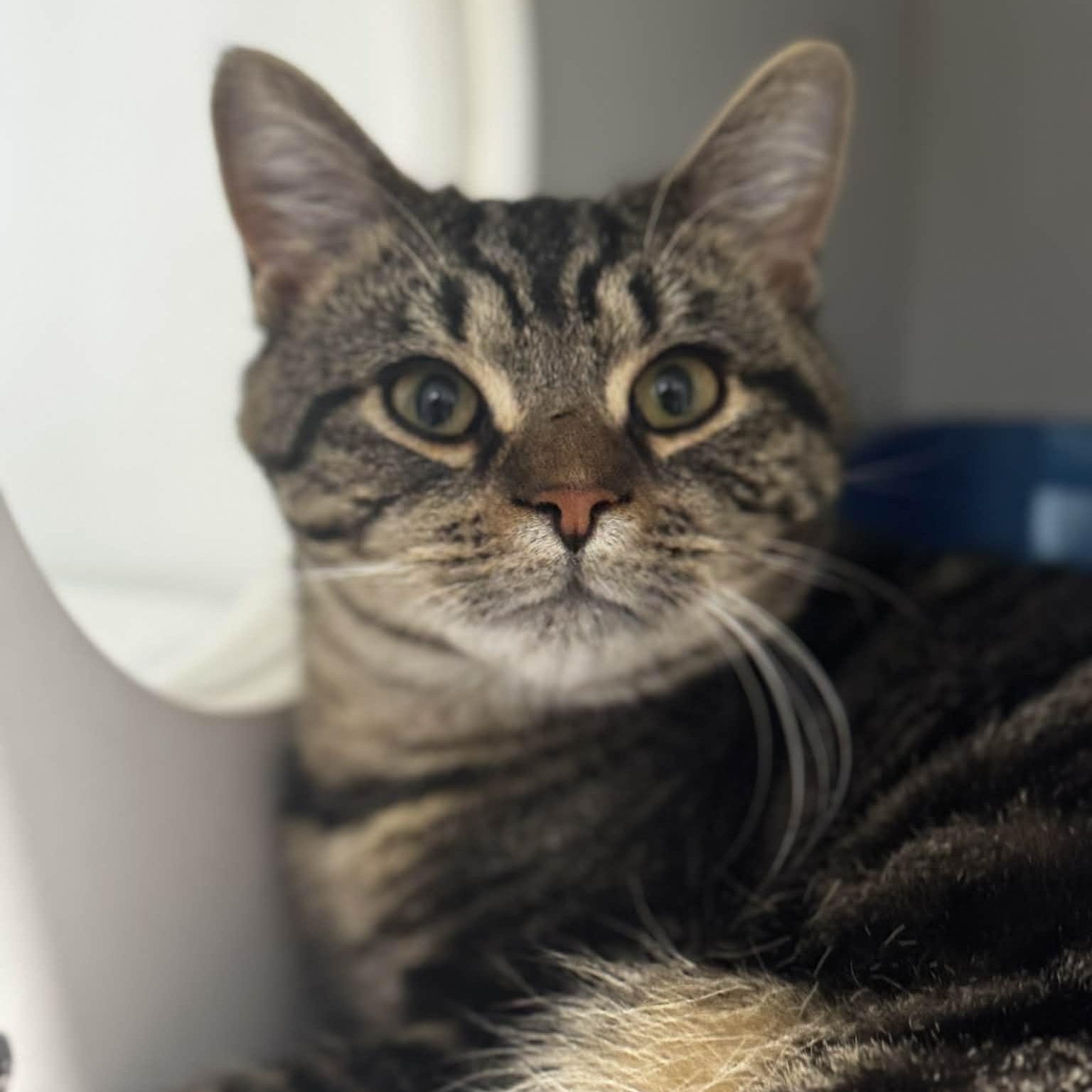 Enlarge Bob the Builder, an adoptable American Shorthair in Danbury, CT image 1/5