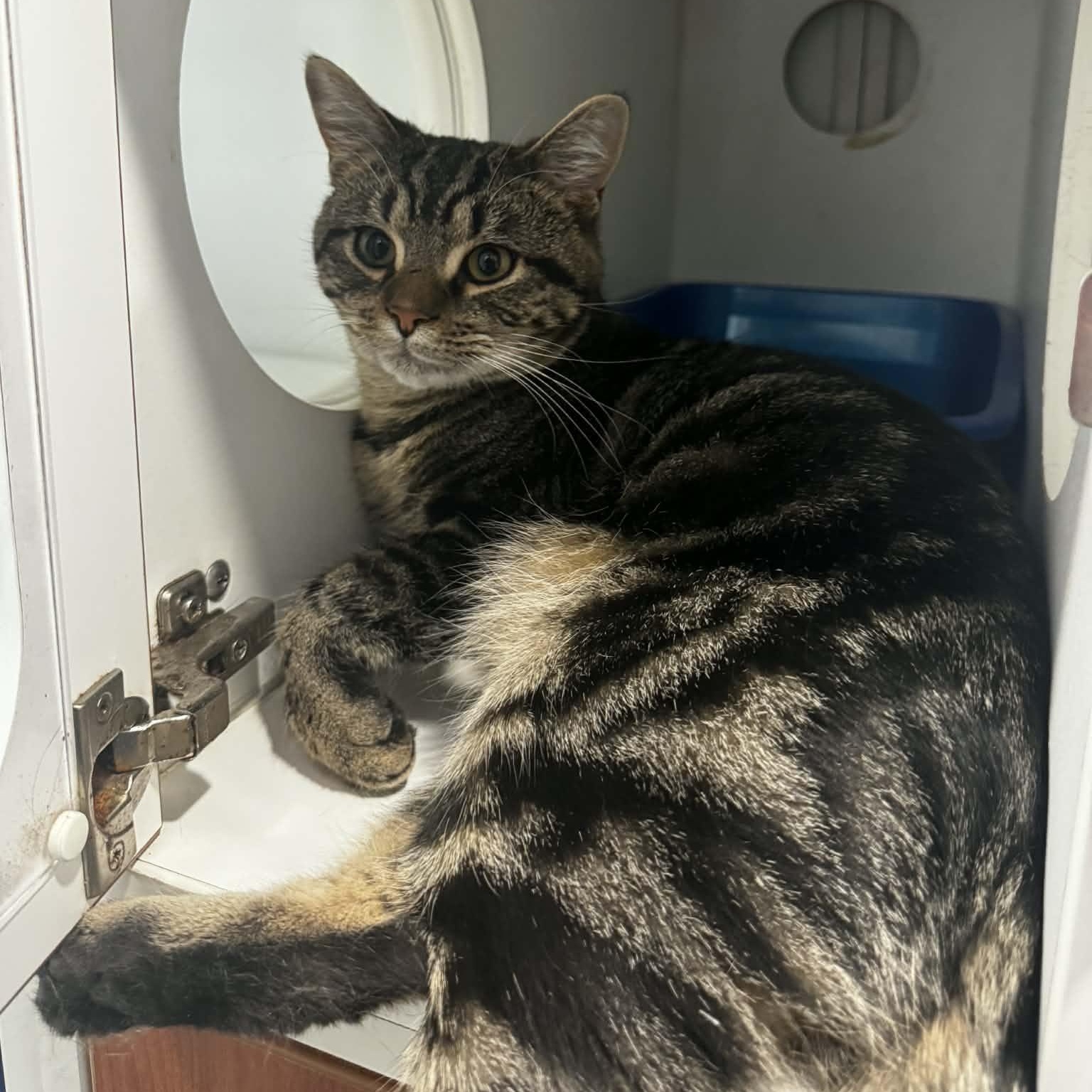 Enlarge Bob the Builder, an adoptable American Shorthair in Danbury, CT image 2/5