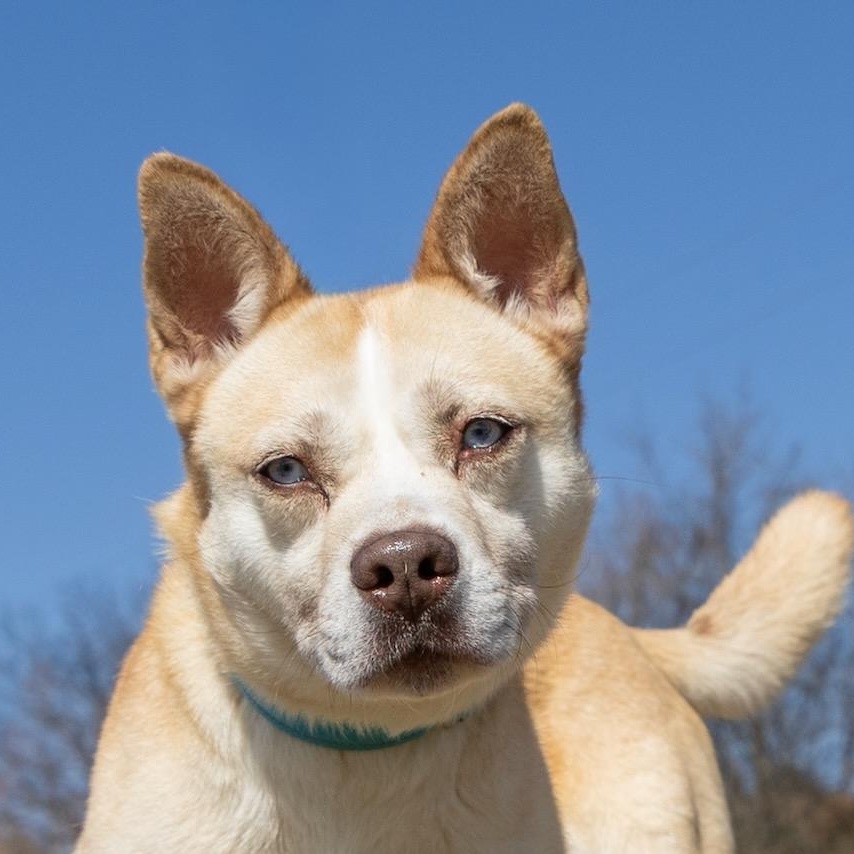 Enlarge Daisy, an adoptable mixed breed in Lebanon, TN image 1/6