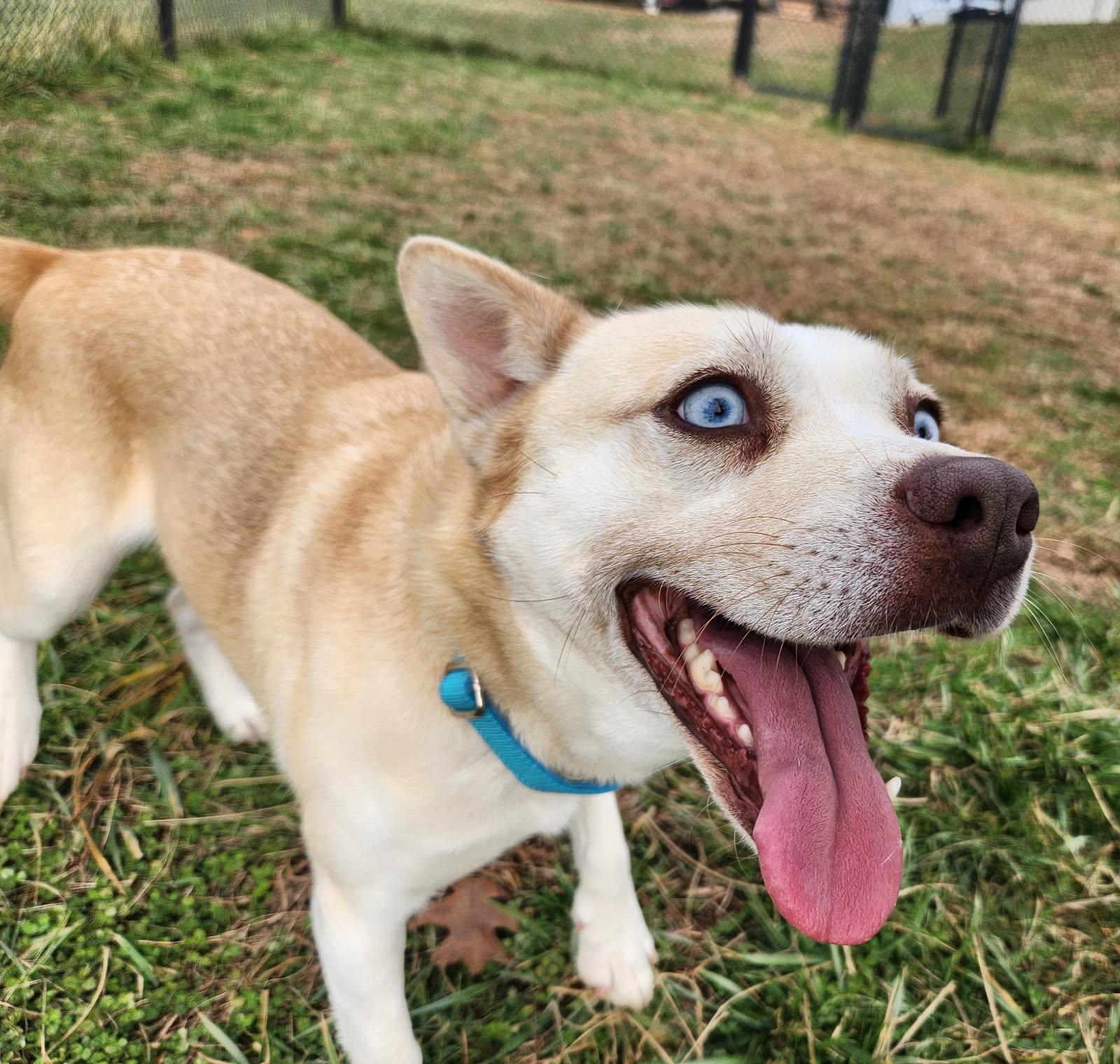 Daisy, a ADOPTABLE mixed breed in Lebanon, TN image 6/6