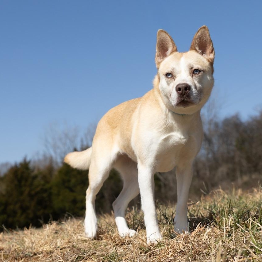 Enlarge Daisy, an adoptable mixed breed in Lebanon, TN image 4/6