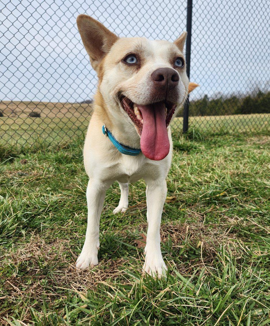 Daisy, a ADOPTABLE mixed breed in Lebanon, TN image 5/6
