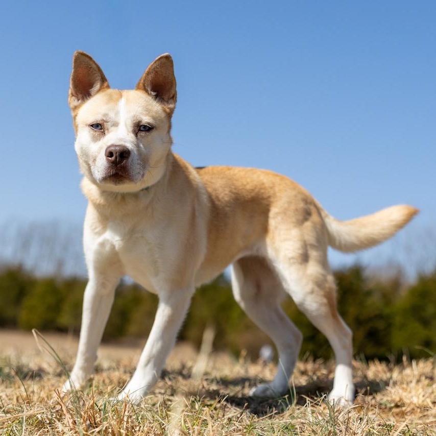 Enlarge Daisy, an adoptable mixed breed in Lebanon, TN image 3/6