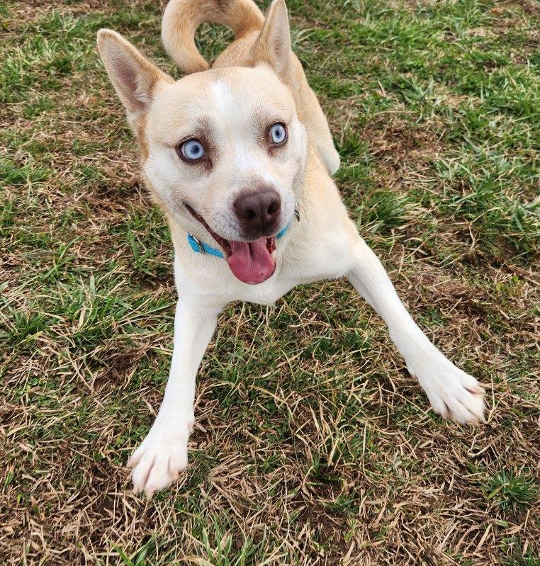 Daisy, a ADOPTABLE mixed breed in Lebanon, TN image 4/6