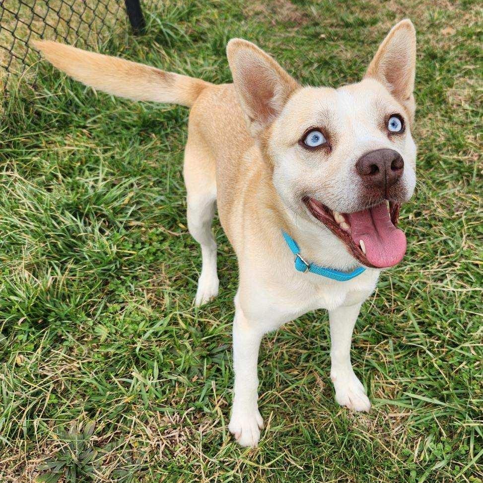 Enlarge Daisy, an adoptable mixed breed in Lebanon, TN image 2/6