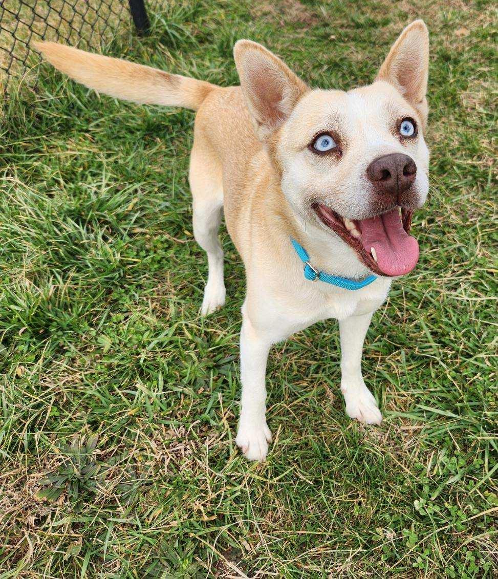 Daisy, a ADOPTABLE mixed breed in Lebanon, TN image 1/6