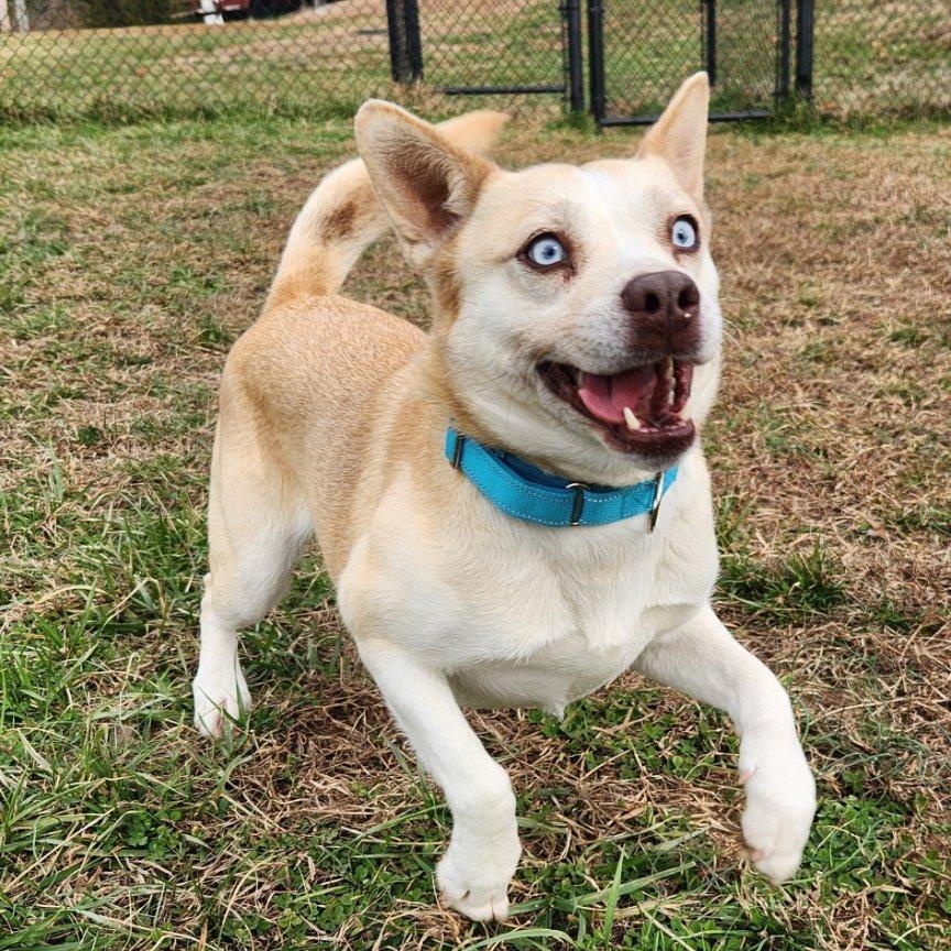 Enlarge Daisy, an adoptable mixed breed in Lebanon, TN image 6/6