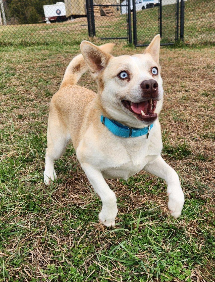 Daisy, a ADOPTABLE mixed breed in Lebanon, TN image 2/6