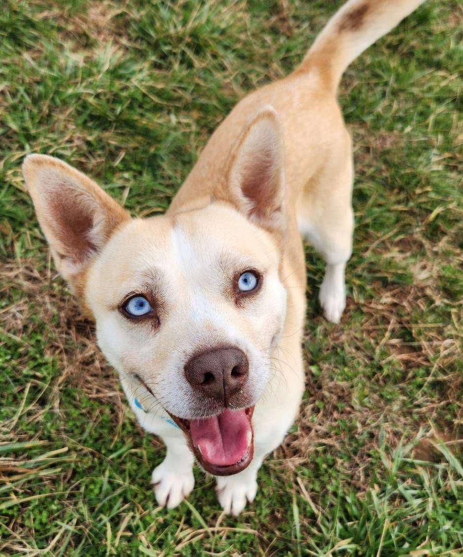 Daisy, a ADOPTABLE mixed breed in Lebanon, TN image 3/6