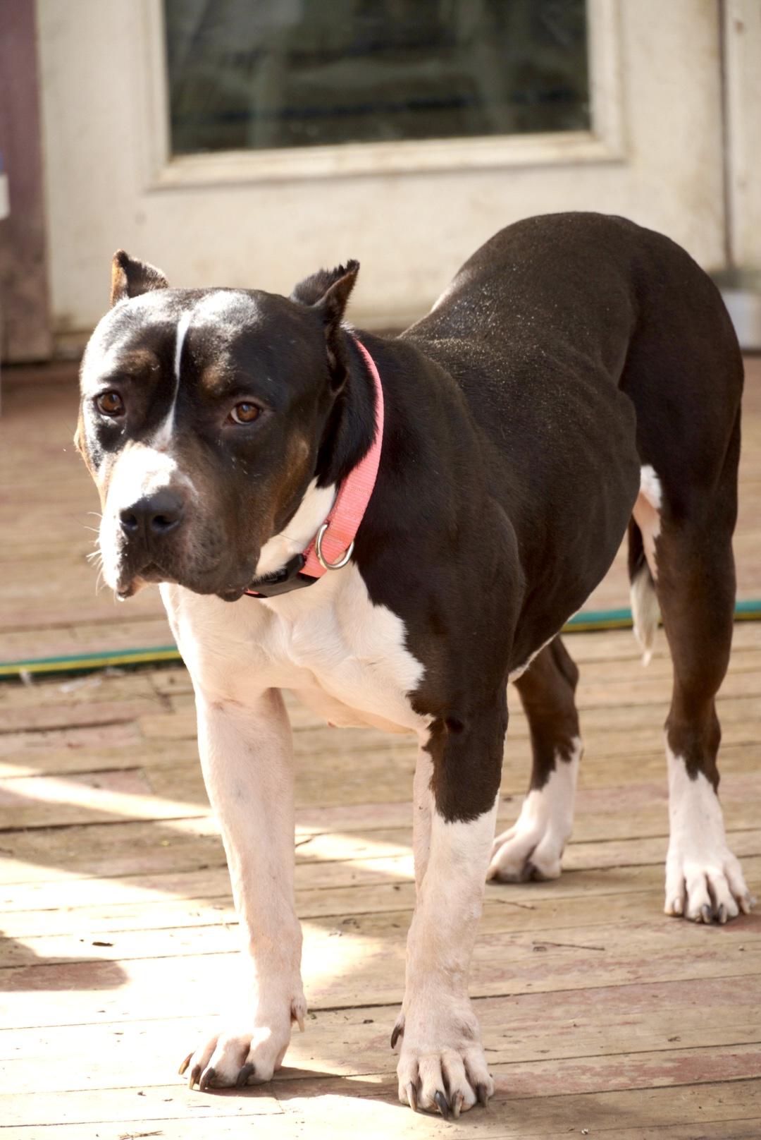 Athena (URGENT), Adoptable, Adult Female Pit Bull Terrier & American Bulldog.