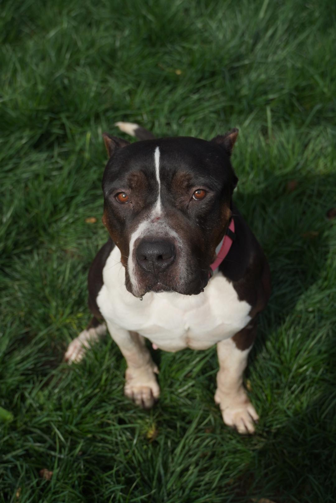 Athena (URGENT), a Adoptable mixed breed in Tracy, CA image 3/6