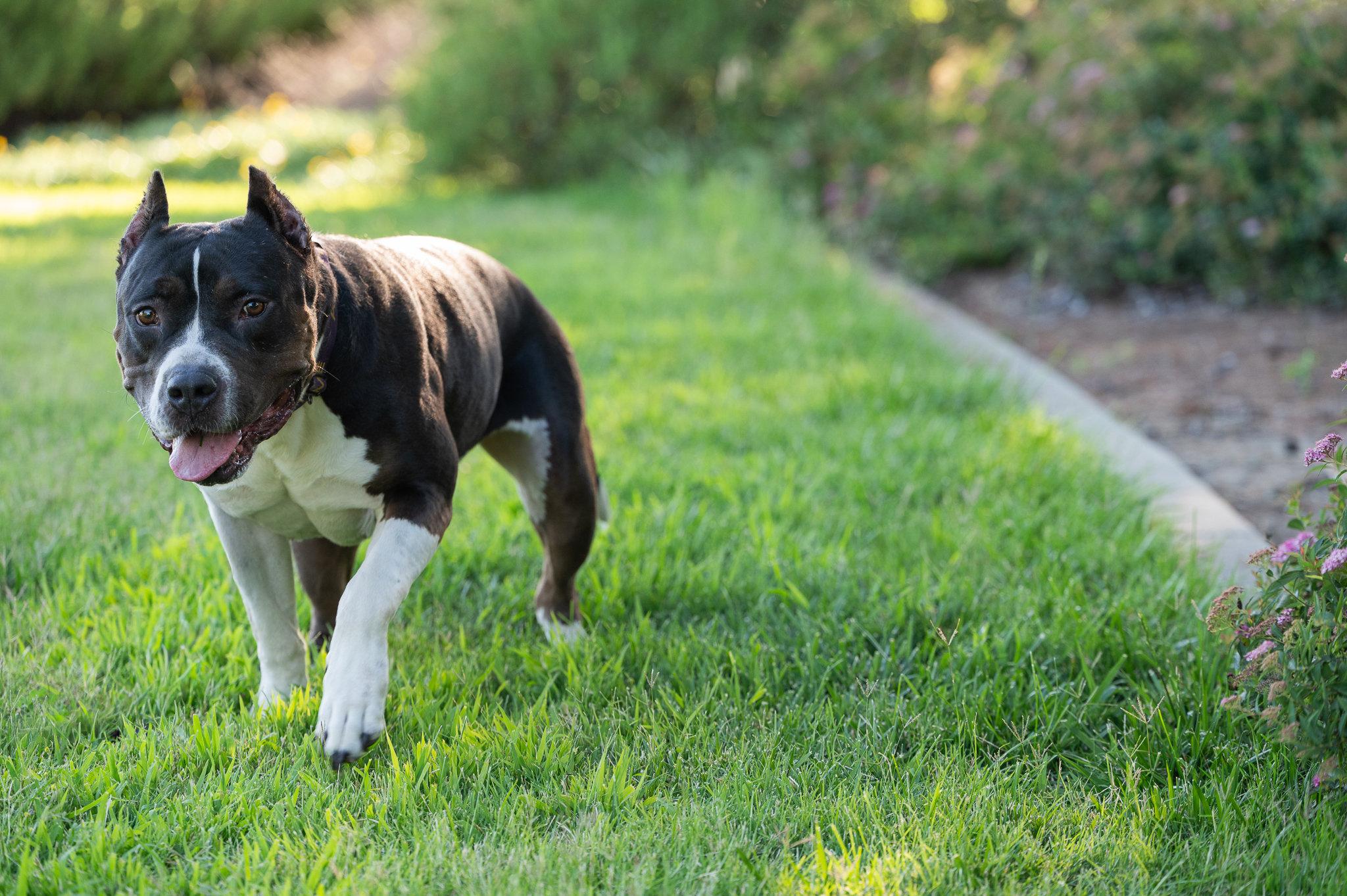 Athena (Adopt with Perks), Adoptable, Adult Female Pit Bull Terrier & American Bulldog.