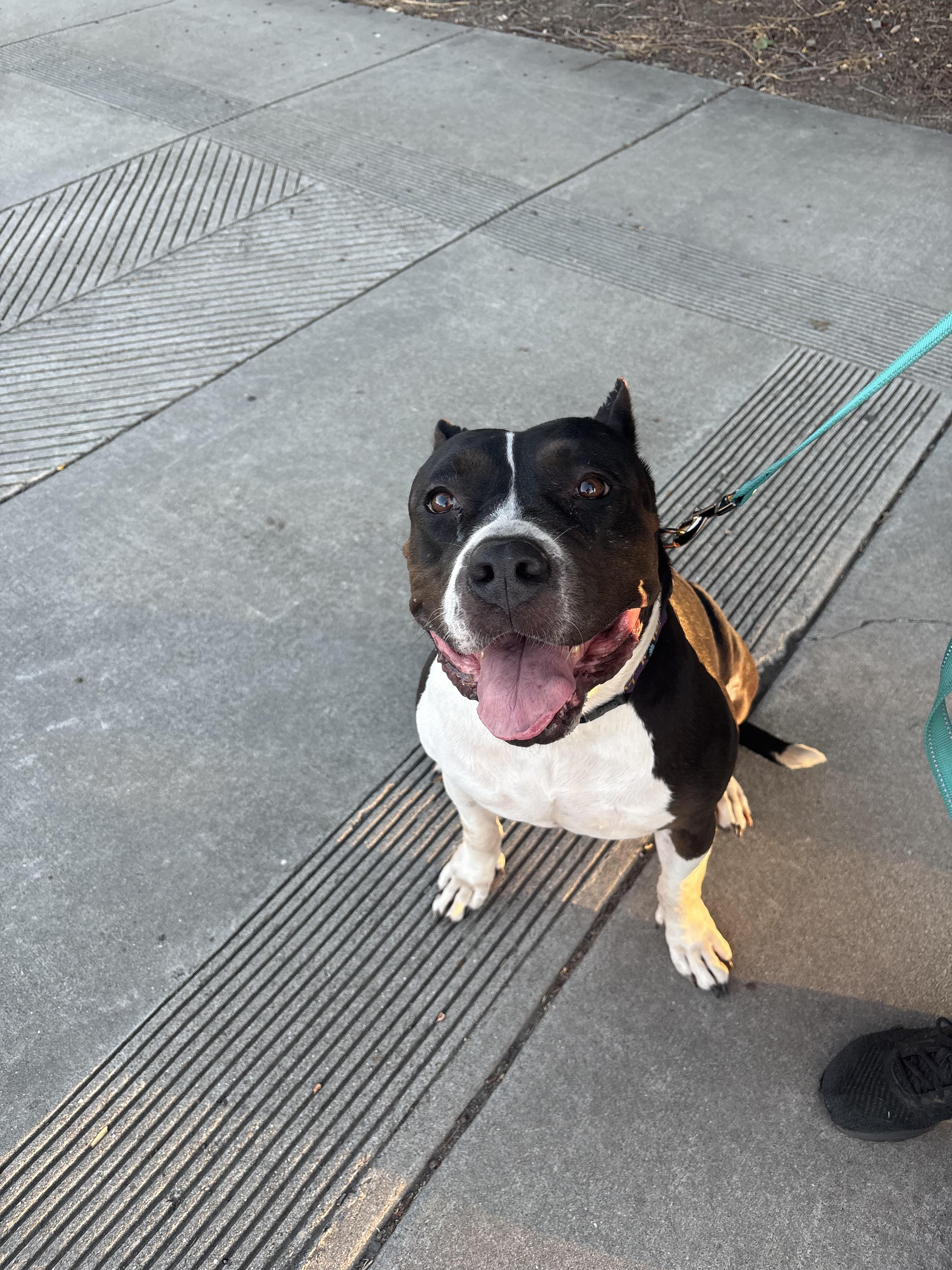 Athena (URGENT), a Adoptable mixed breed in Tracy, CA image 4/6