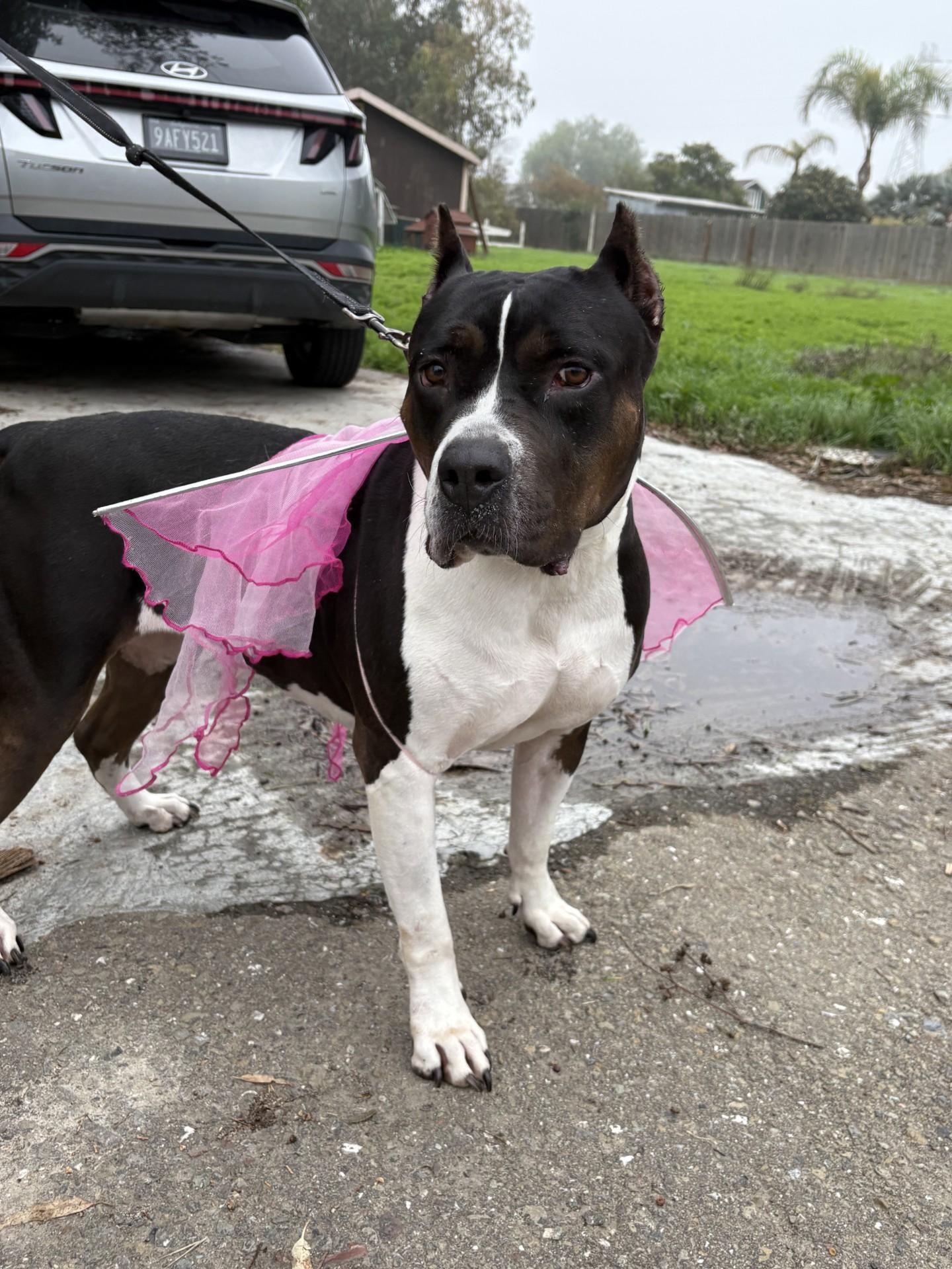 Athena (URGENT), a Adoptable mixed breed in Tracy, CA image 5/6
