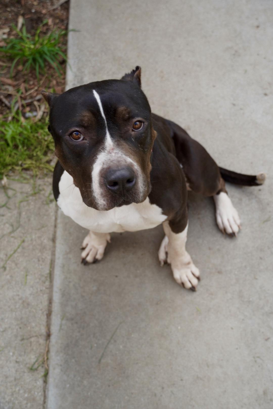 Athena (URGENT), a Adoptable mixed breed in Tracy, CA image 6/6