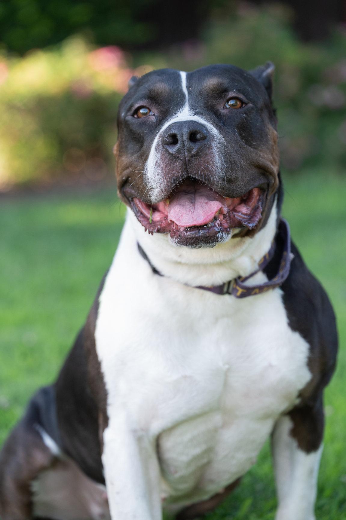 Athena (Adopt with Perks), a Adoptable mixed breed in Tracy, CA image 4/6