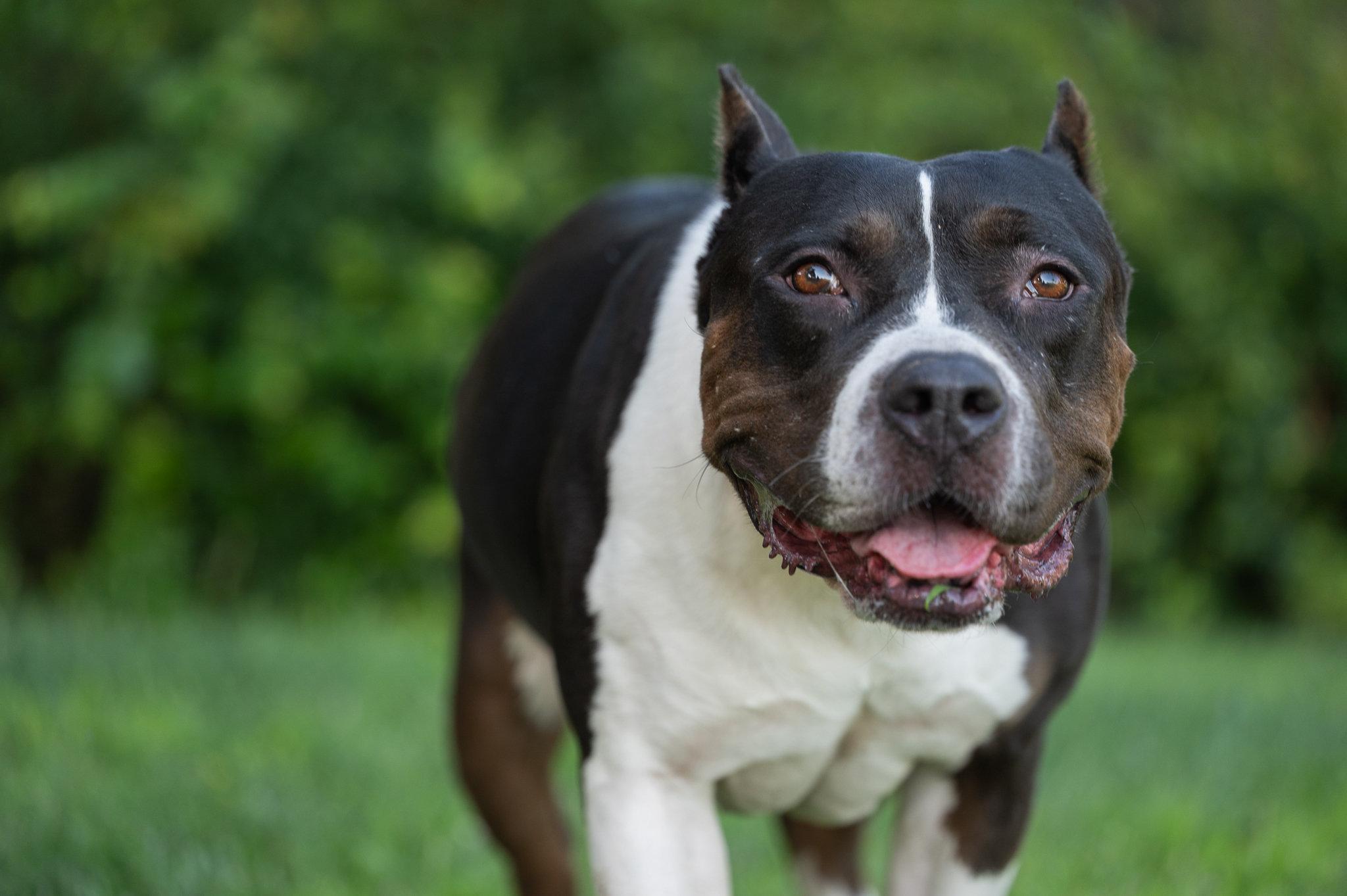 Athena (Adopt with Perks), a Adoptable mixed breed in Tracy, CA image 5/6