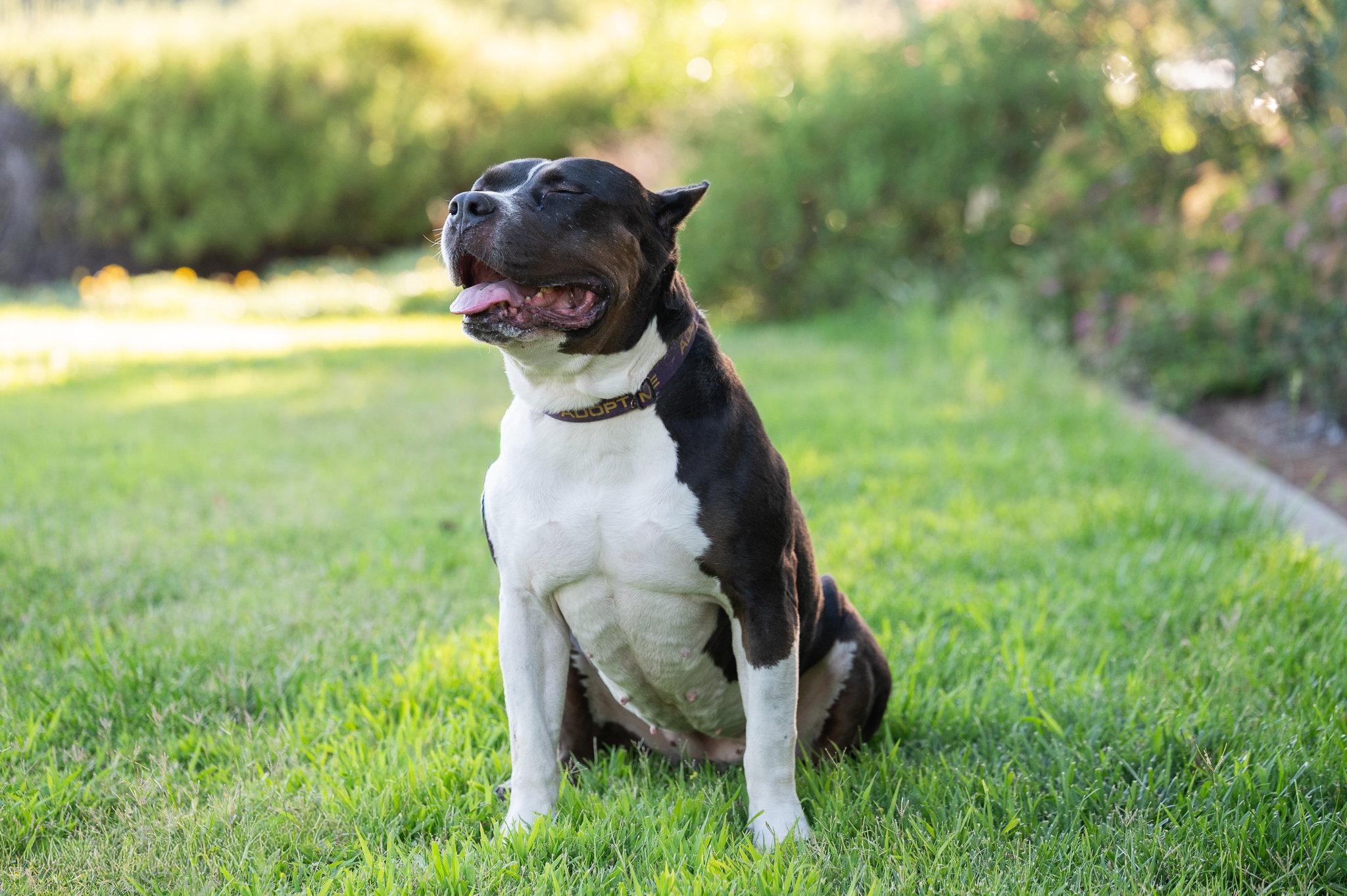 Enlarge Athena (Adopt with Perks), a Adoptable mixed breed in Tracy, CA image 5/6