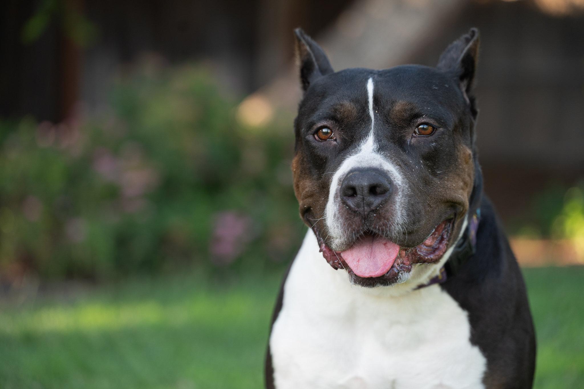 Athena (Adopt with Perks), a Adoptable mixed breed in Tracy, CA image 6/6