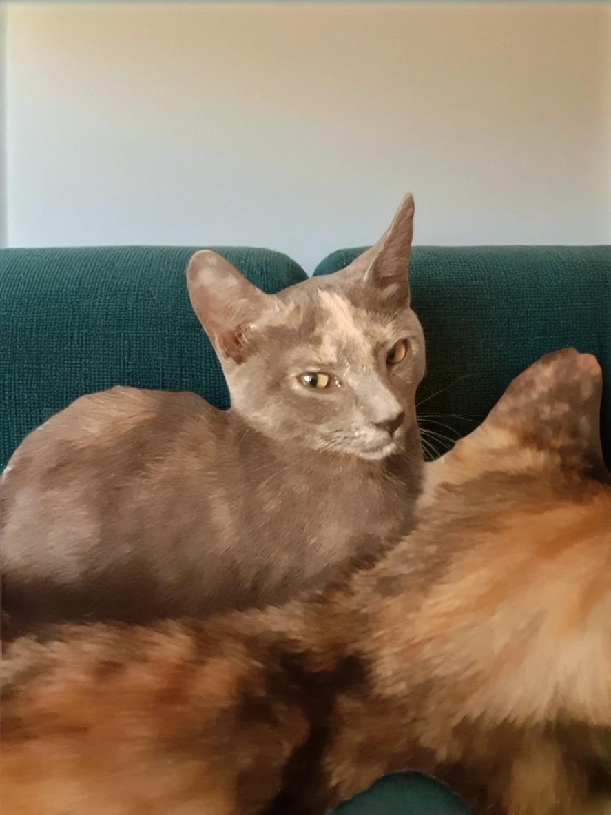 Maggy (Maggy Mae), Adoptable, Kitten Female Domestic Short Hair.