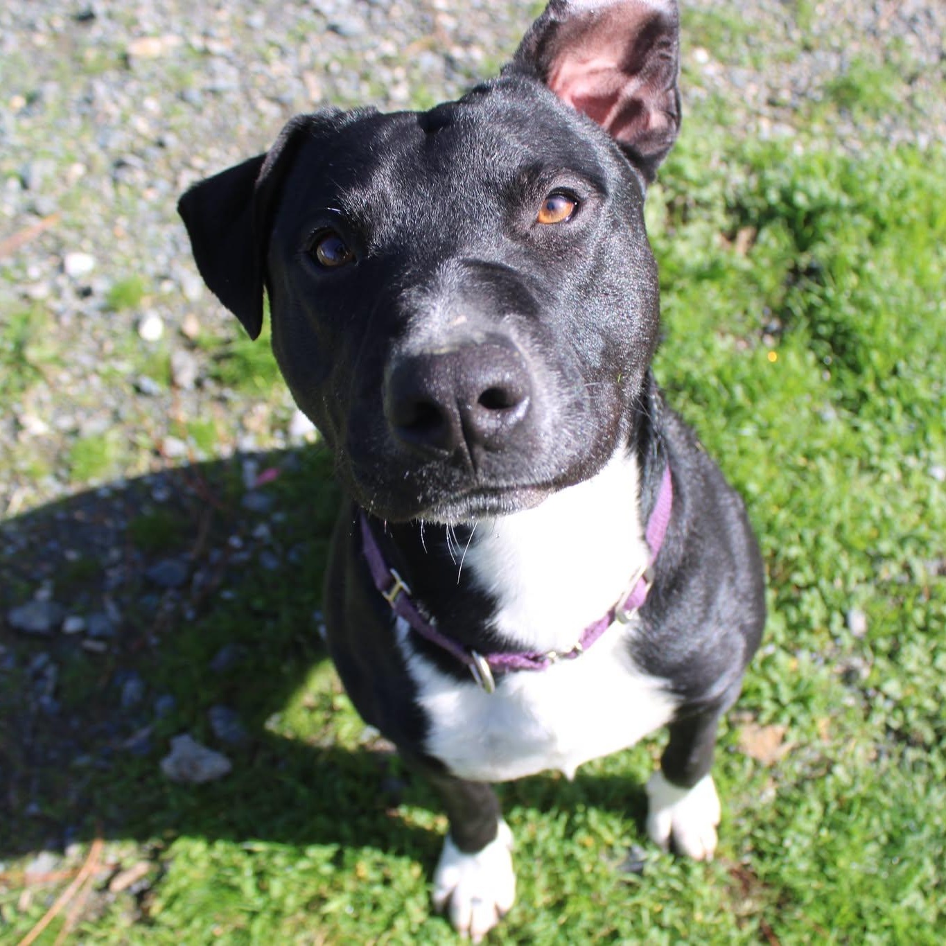 Danny, ADOPTABLE, Adult Male Pit Bull Terrier.