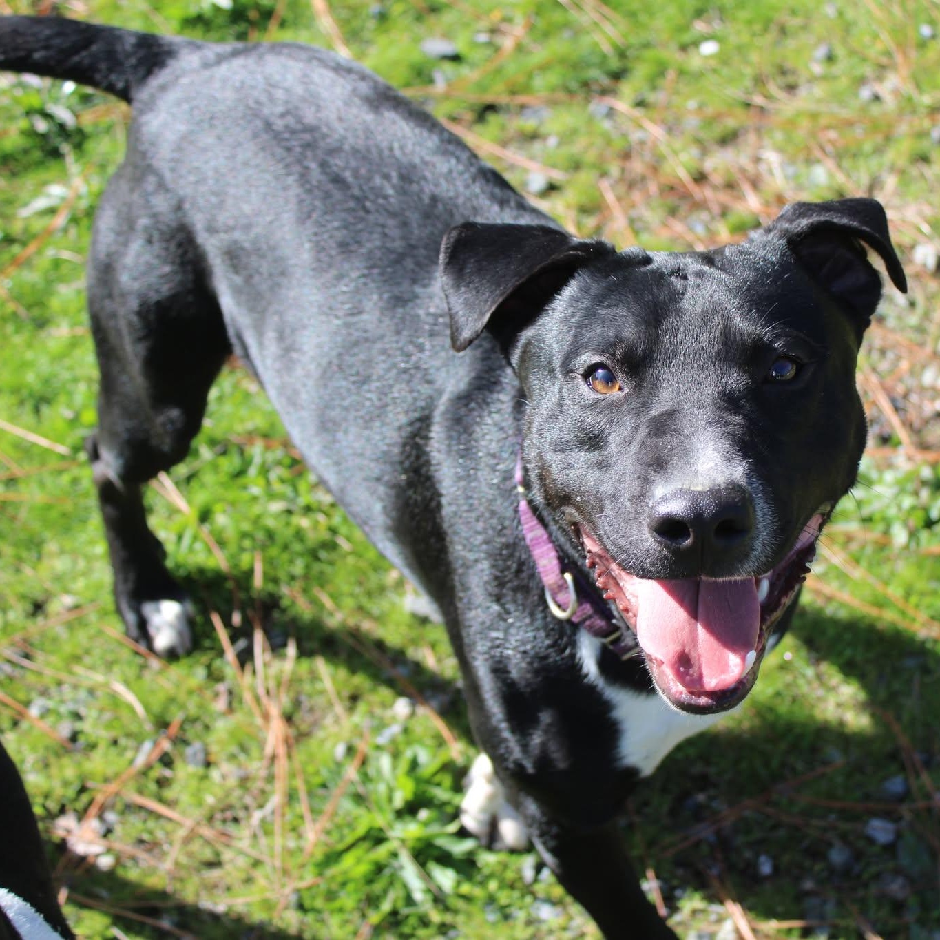 Danny, a ADOPTABLE mixed breed in Weaverville, CA image 2/6
