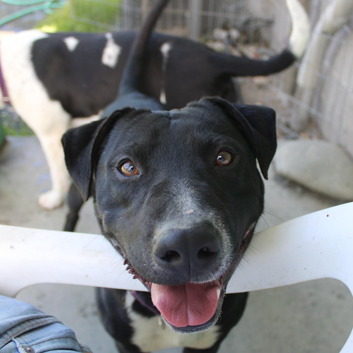 Danny, a ADOPTABLE mixed breed in Weaverville, CA image 3/6
