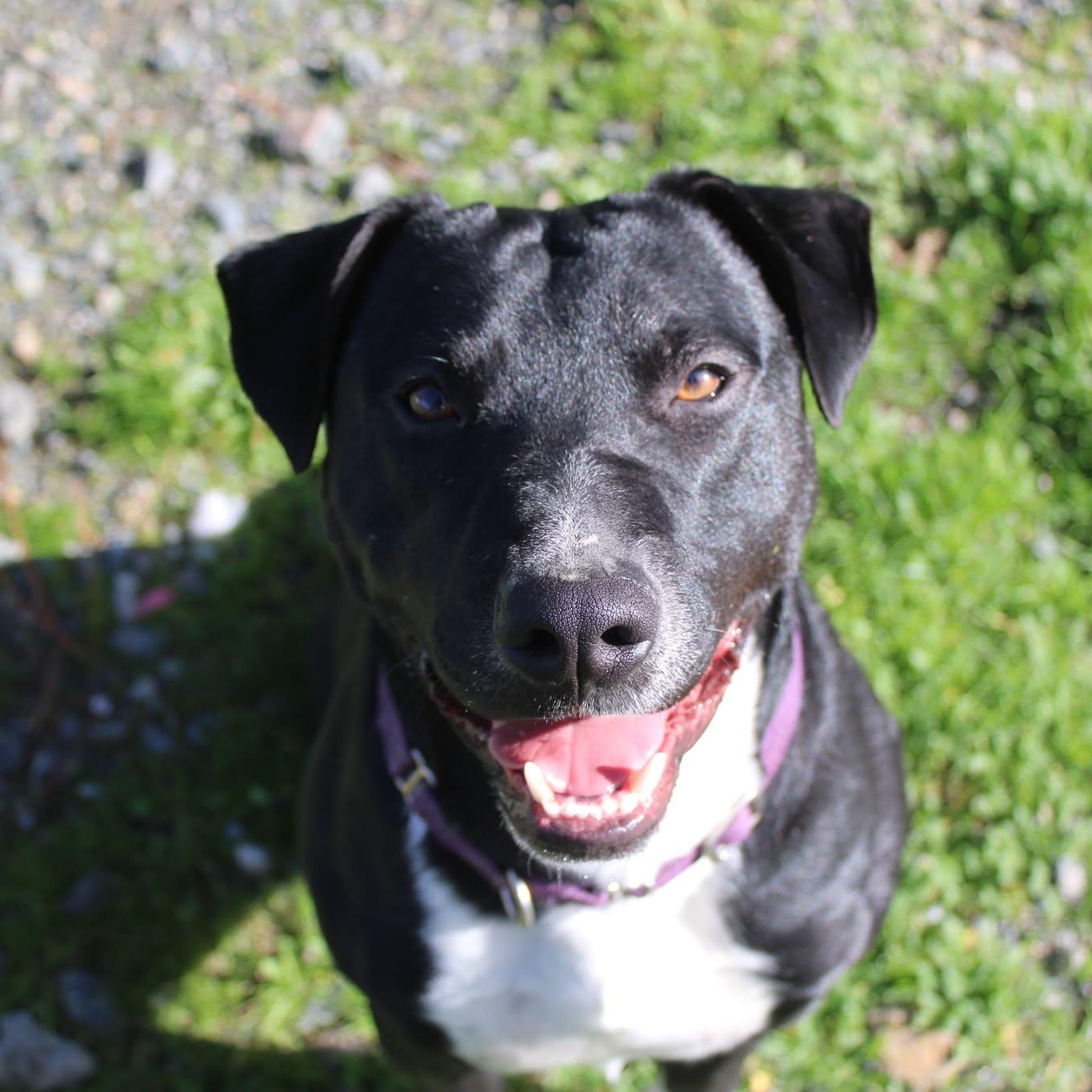 Danny, ADOPTABLE, Adult Male Pit Bull Terrier.