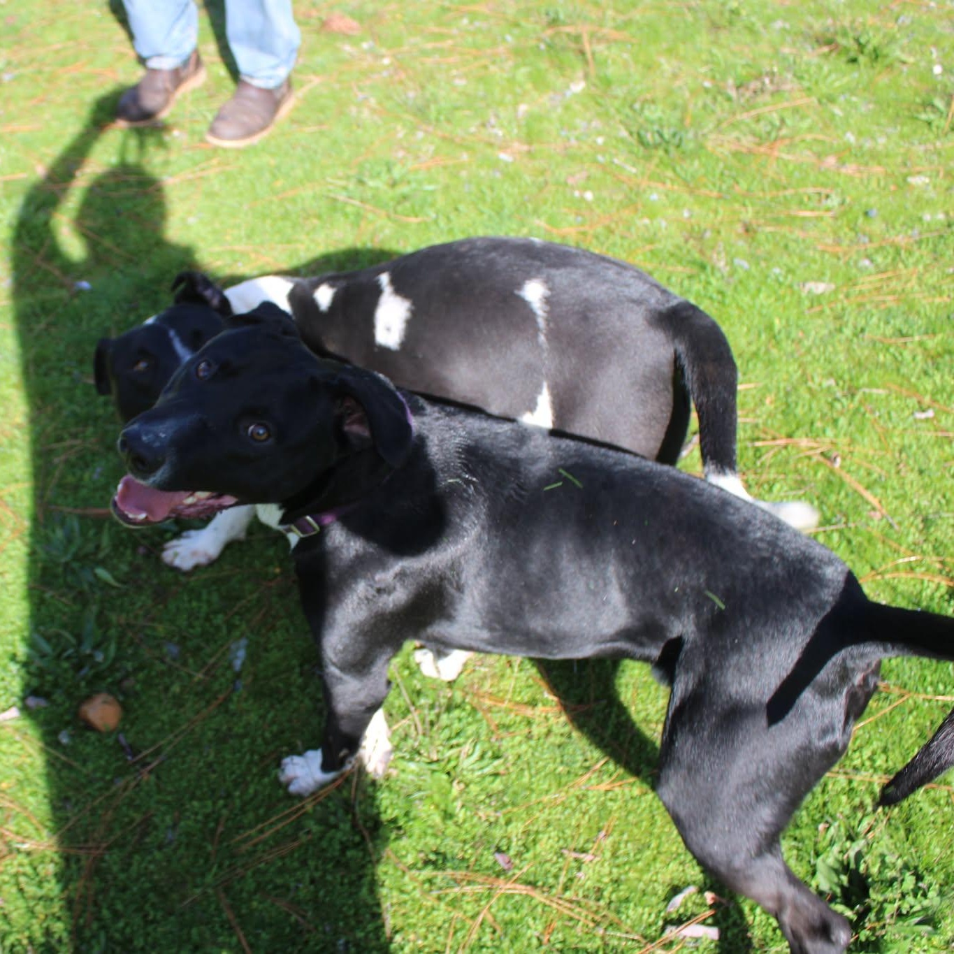 Danny, a ADOPTABLE mixed breed in Weaverville, CA image 5/6