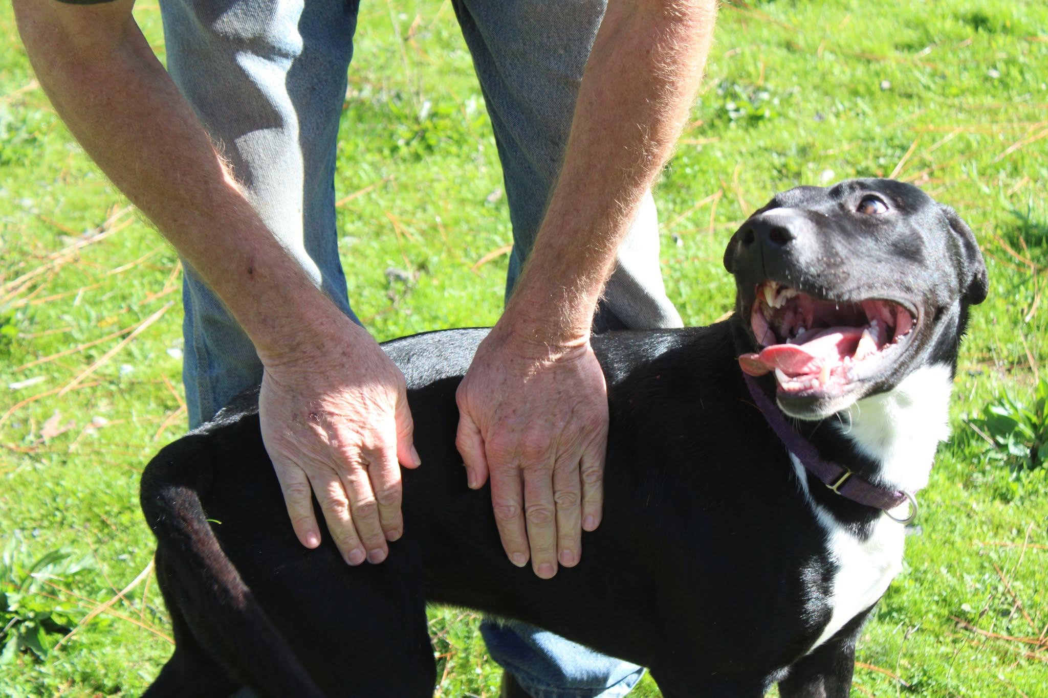 Danny, a ADOPTABLE mixed breed in Weaverville, CA image 6/6