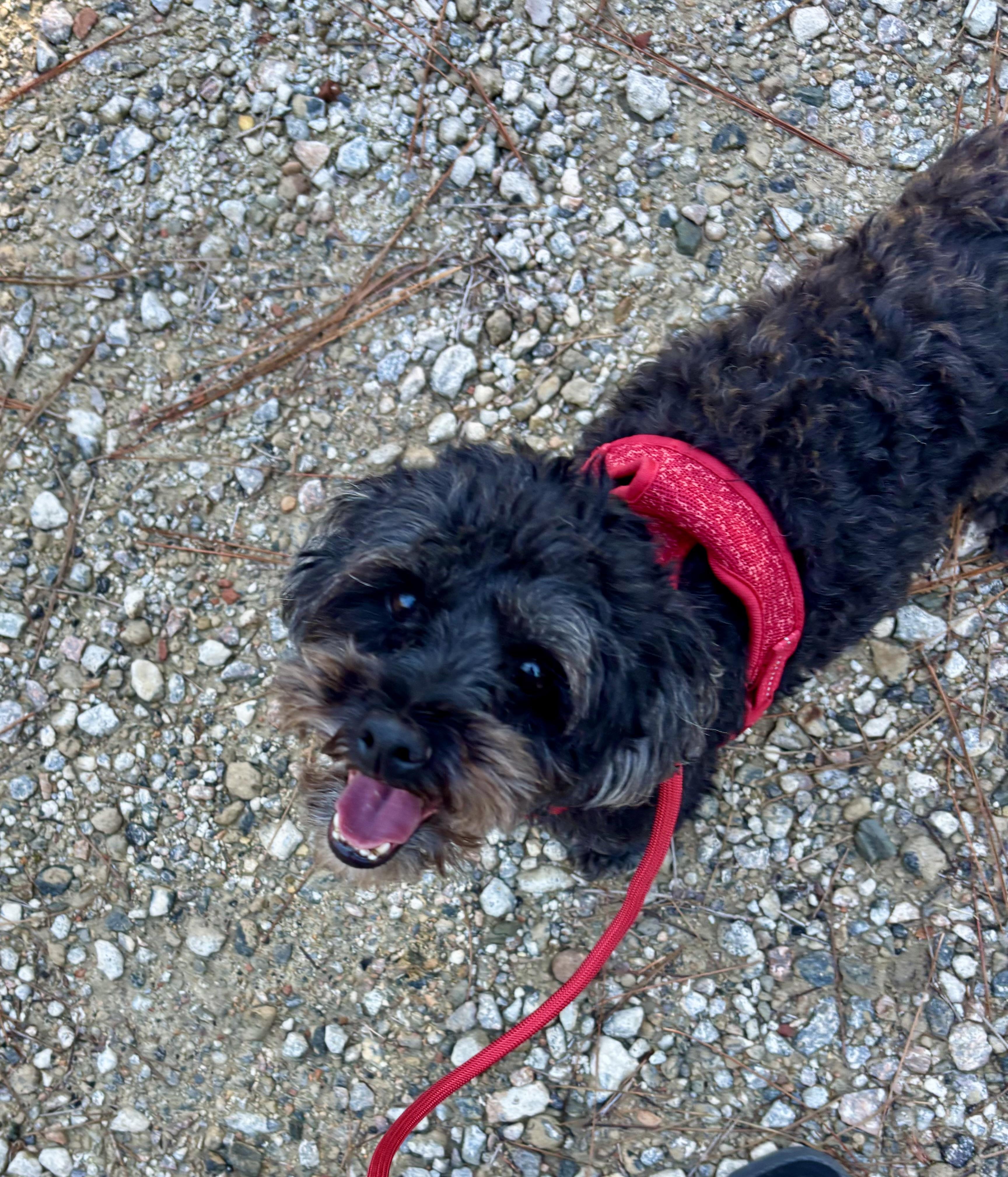 Enlarge Comet, a Adoptable mixed breed in Lexington , SC image 1/6