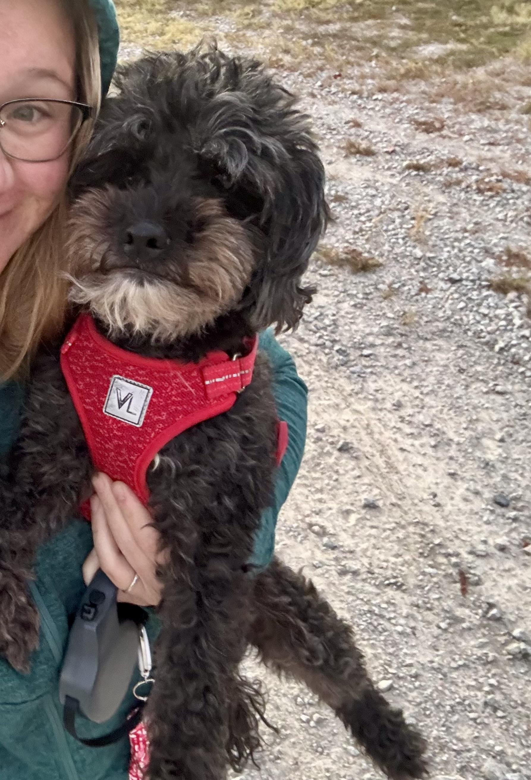 Enlarge Comet, a Adoptable mixed breed in Lexington , SC image 2/6