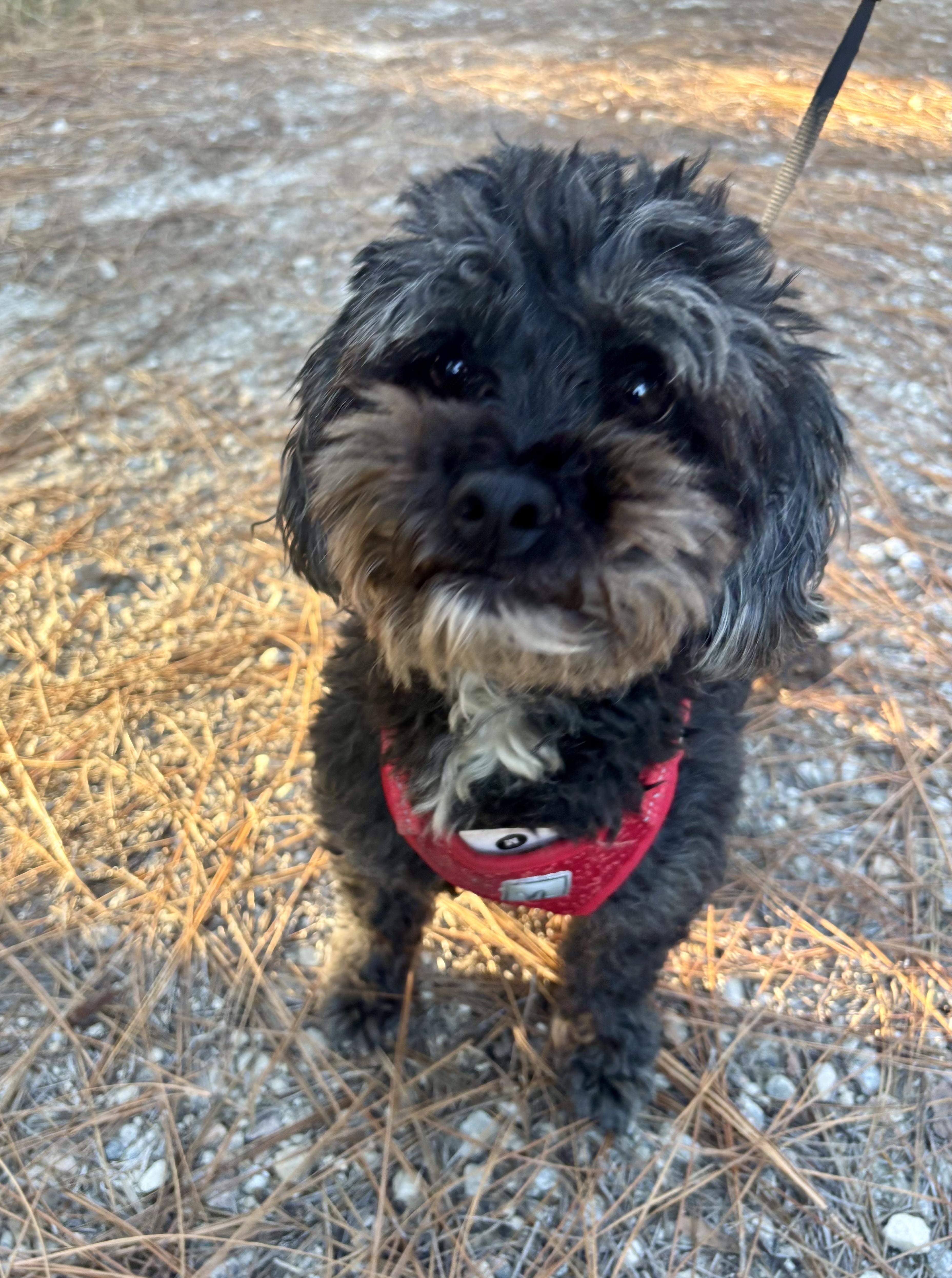 Enlarge Comet, a Adoptable mixed breed in Lexington , SC image 3/6