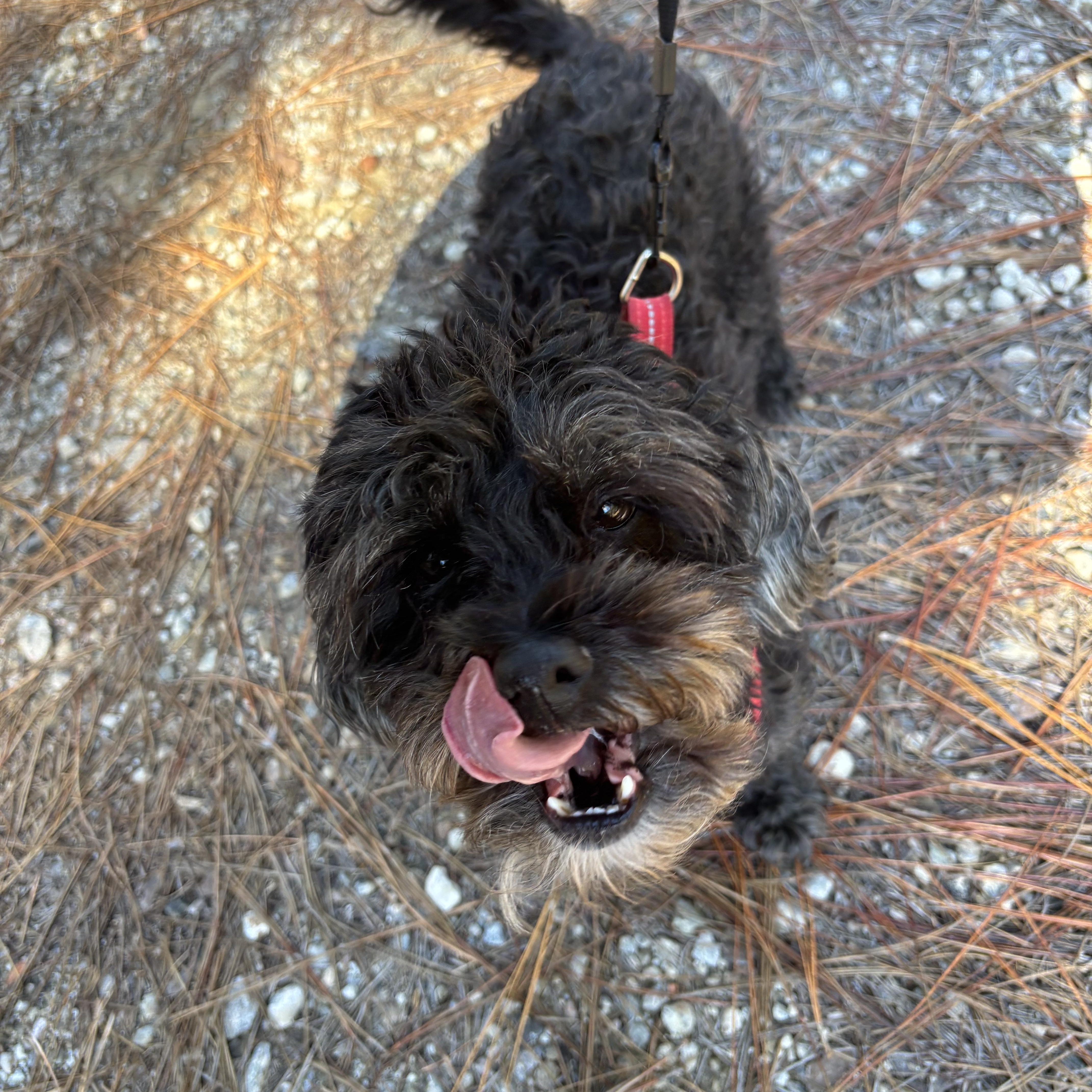 Enlarge Comet, a Adoptable mixed breed in Lexington , SC image 4/6