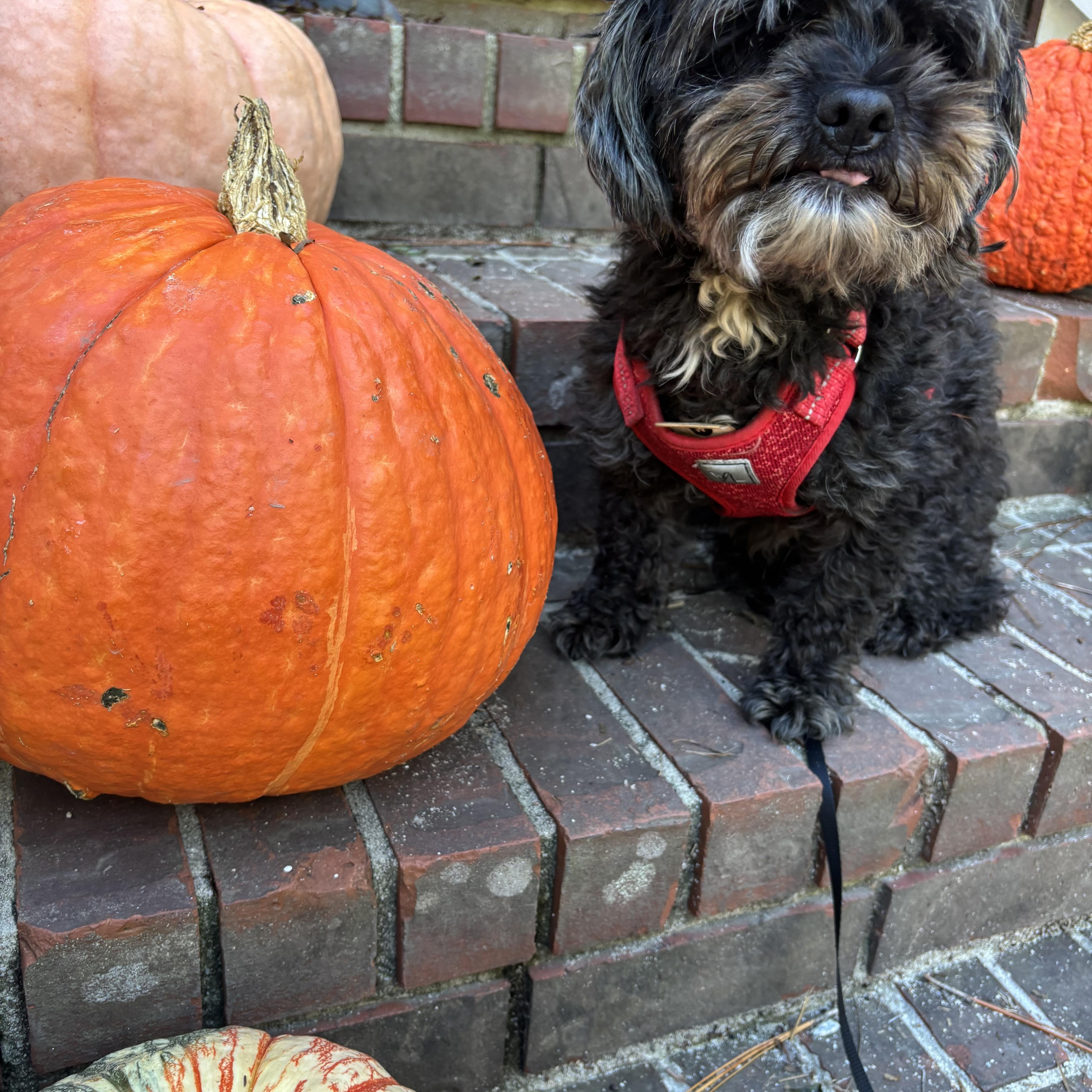 Enlarge Comet, a Adoptable mixed breed in Lexington , SC image 6/6