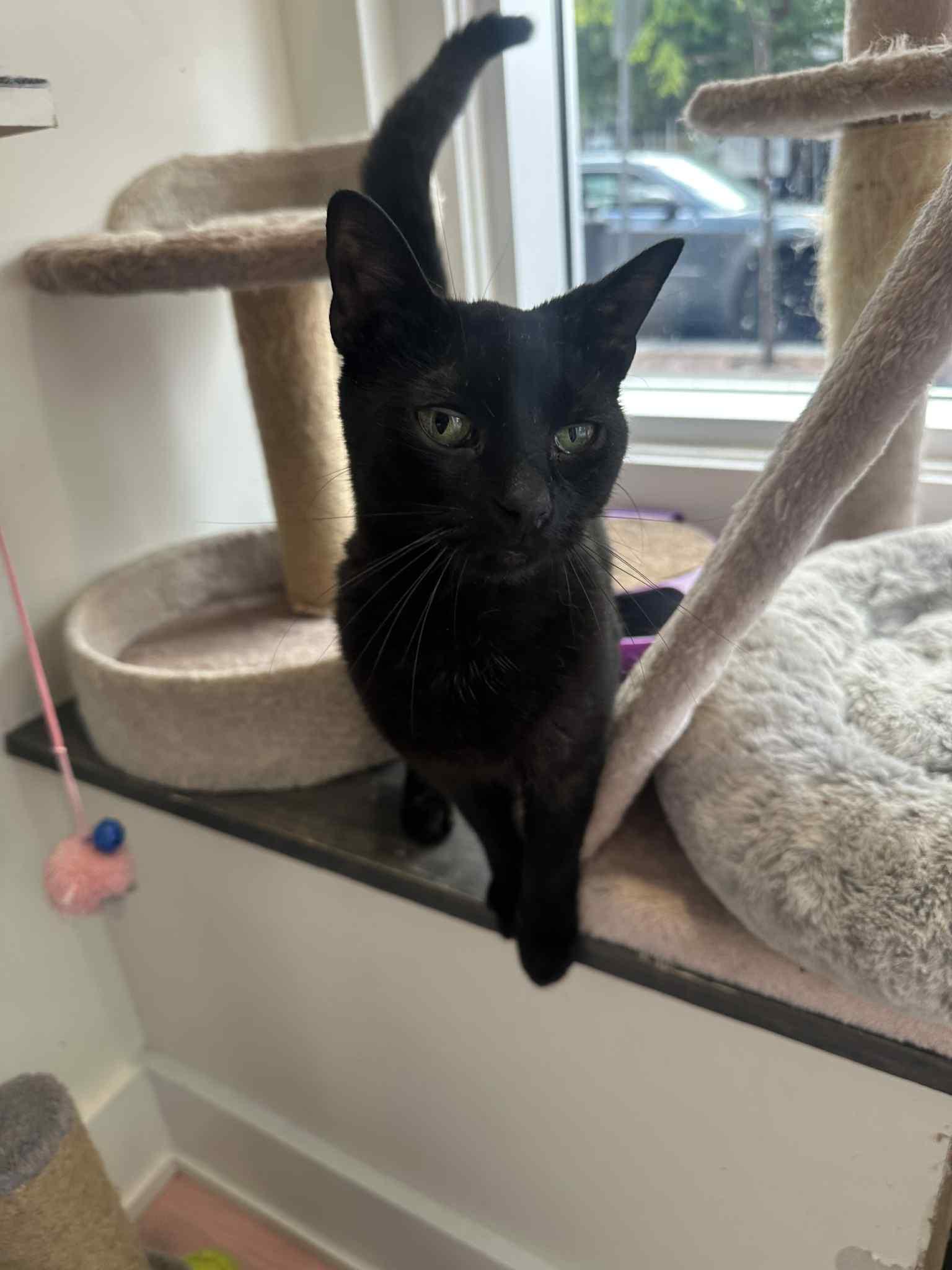 Garcia, an adoptable Domestic Medium Hair in Ashton, ON, K0A 1B0 | Photo Image 4
