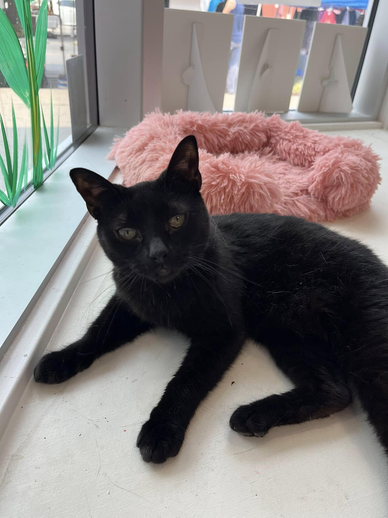 Garcia, an adoptable Domestic Medium Hair in Ashton, ON, K0A 1B0 | Photo Image 2