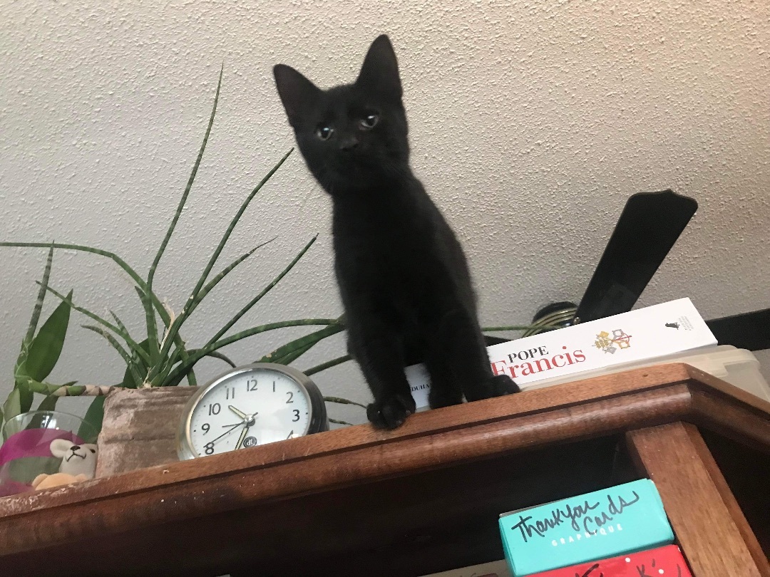 Garcia, an adoptable Domestic Medium Hair in Ashton, ON, K0A 1B0 | Photo Image 5