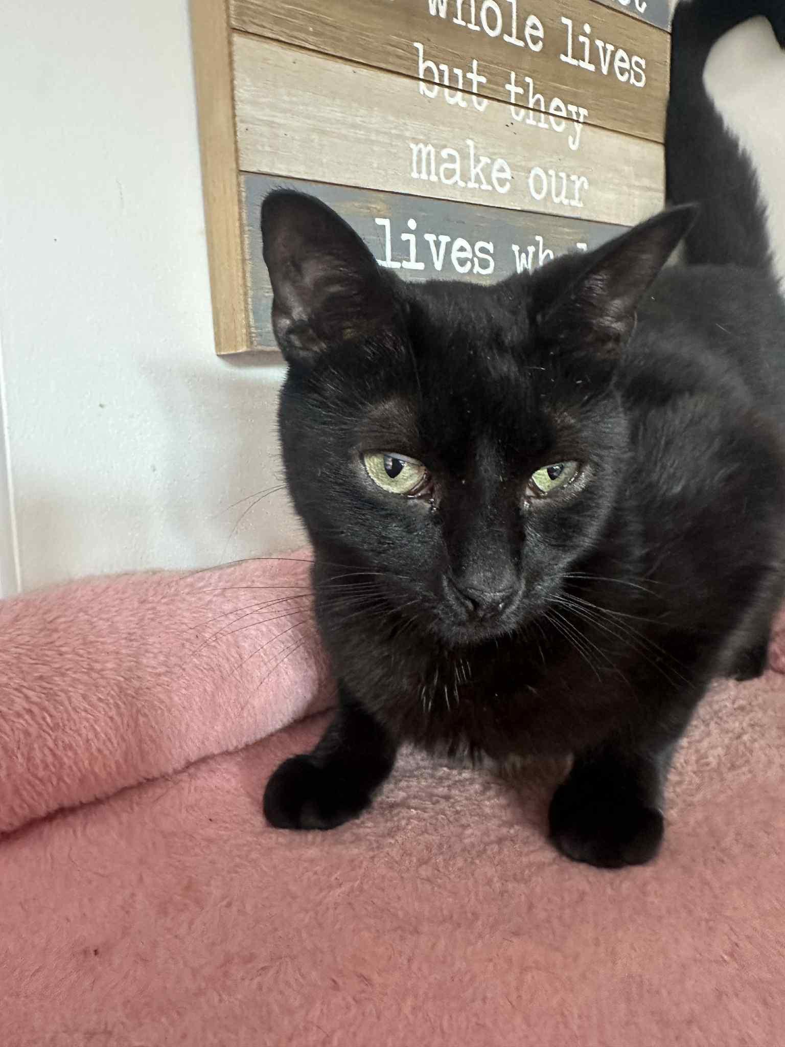 Garcia, an adoptable Domestic Medium Hair in Ashton, ON, K0A 1B0 | Photo Image 2
