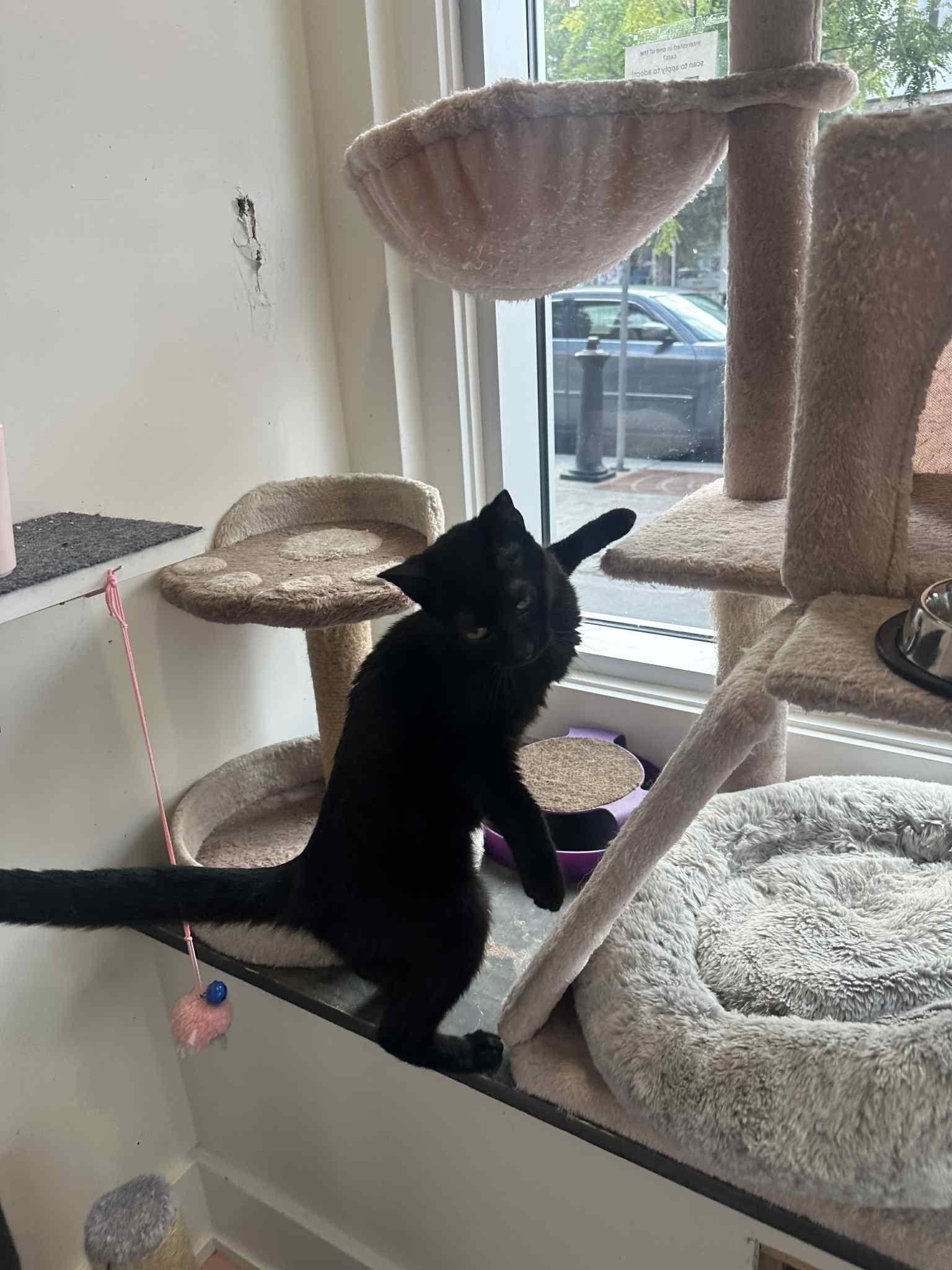 Garcia, an adoptable Domestic Medium Hair in Ashton, ON, K0A 1B0 | Photo Image 3